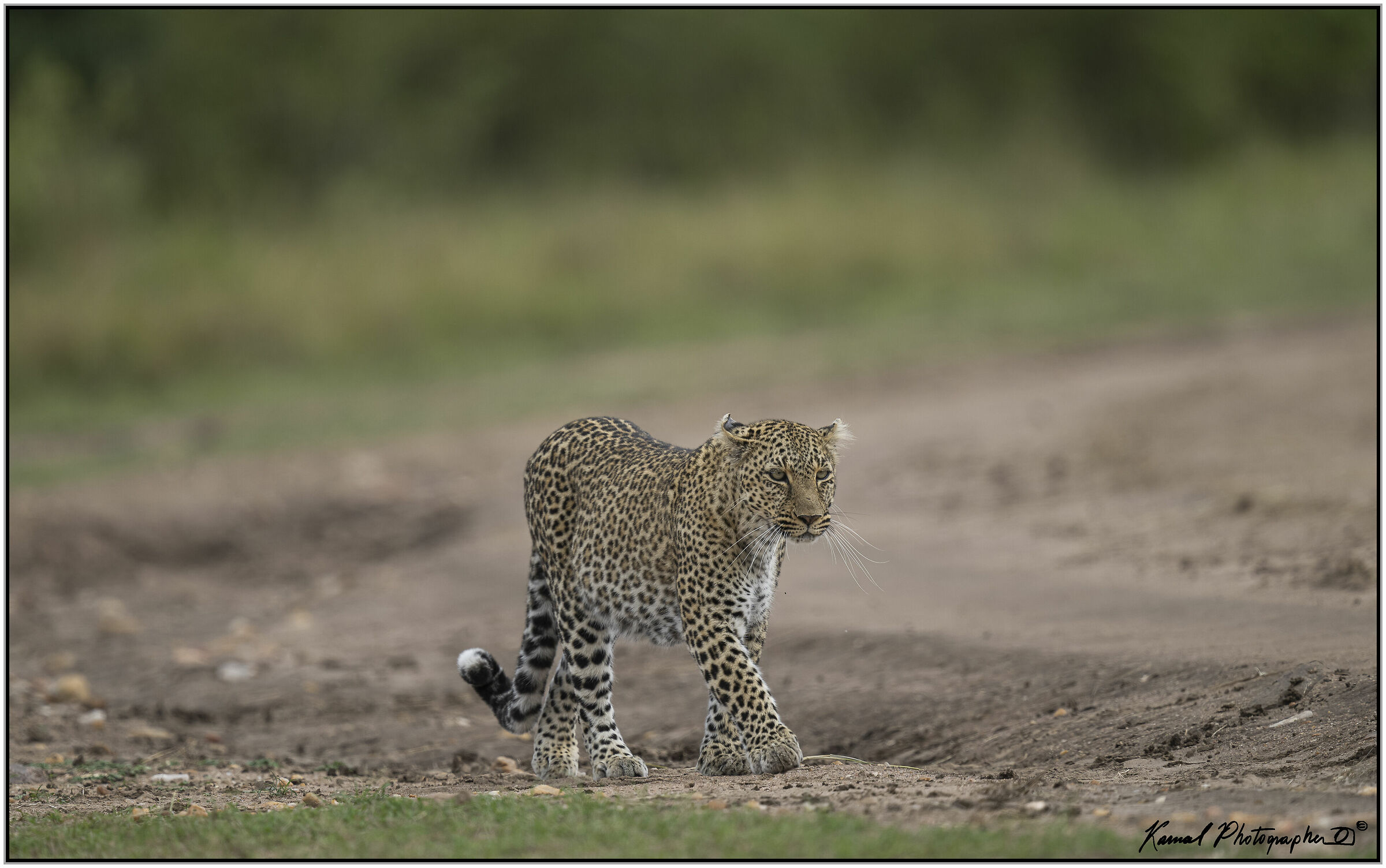 Leopardo(Panthera pardus)