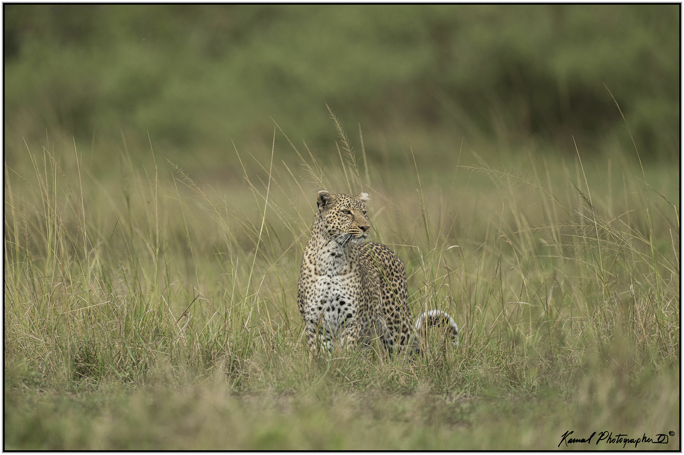 Leopardo(Panthera pardus)