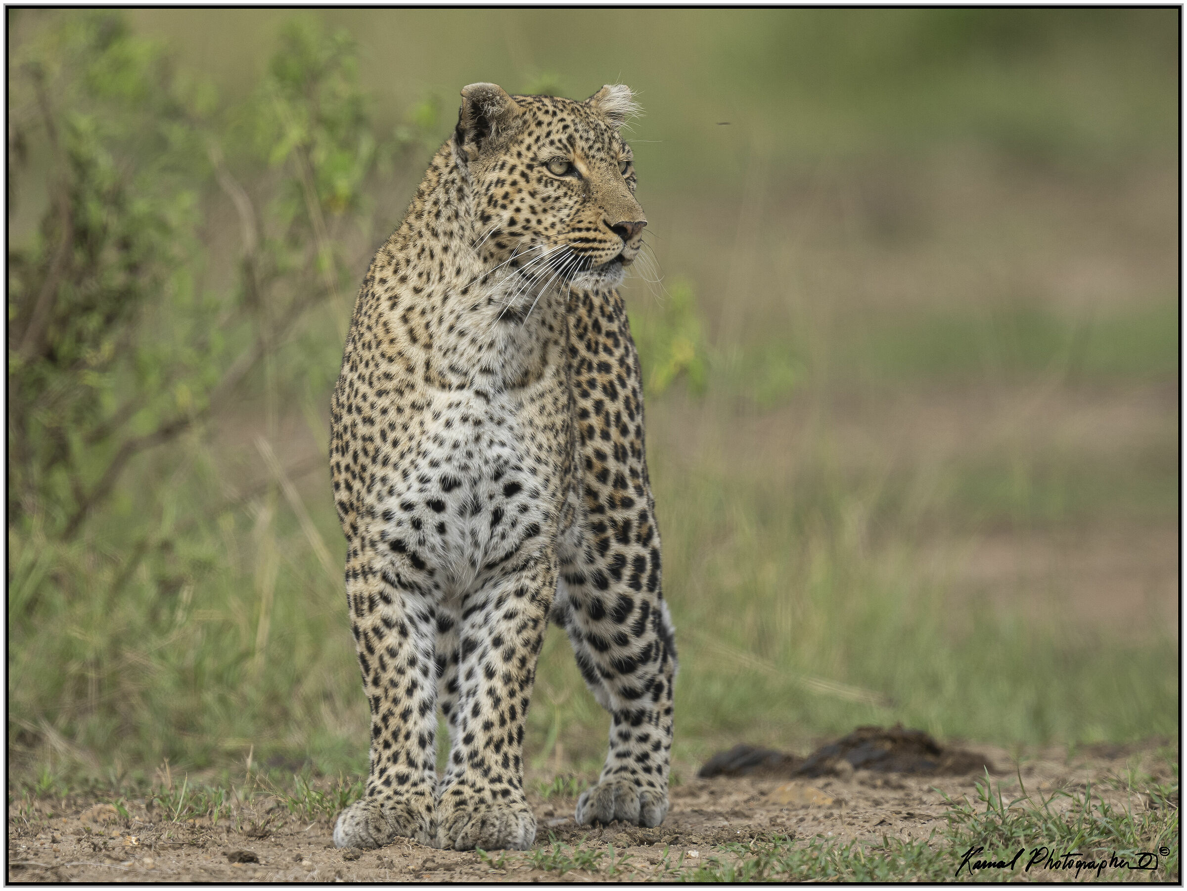 Leopardo(Panthera pardus)