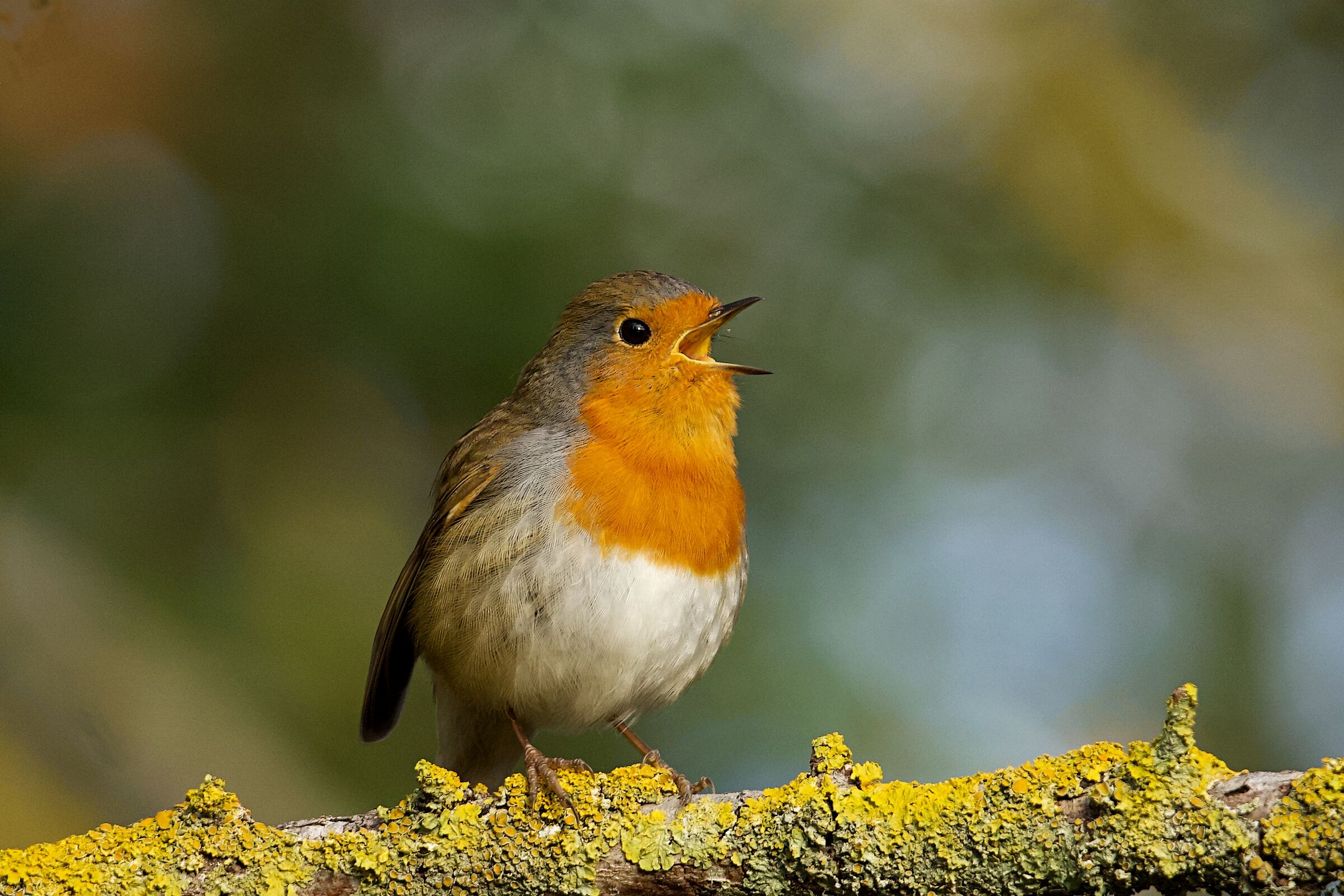 Pettirosso canterino