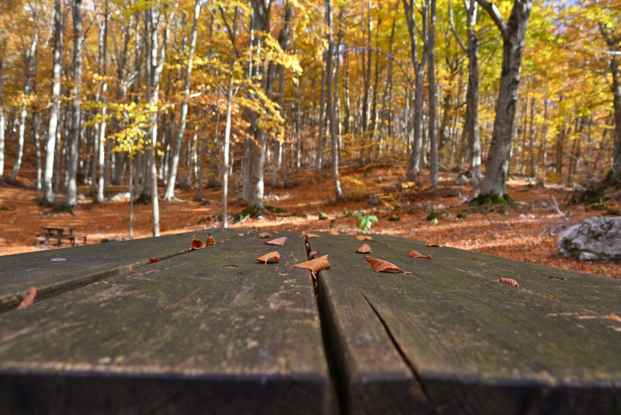 Narrow the leaf, wide the way