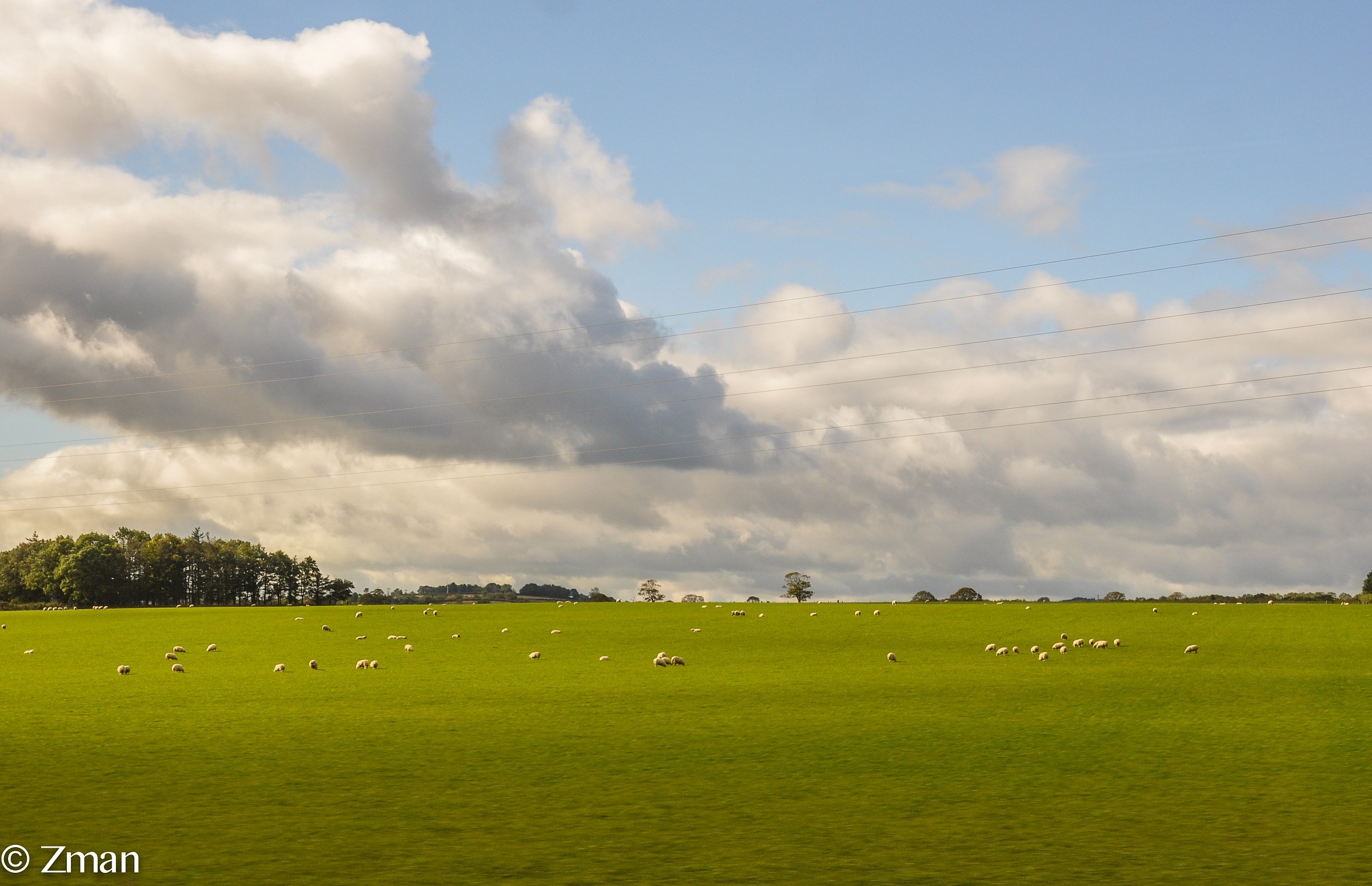 Famous Scottish Sheep