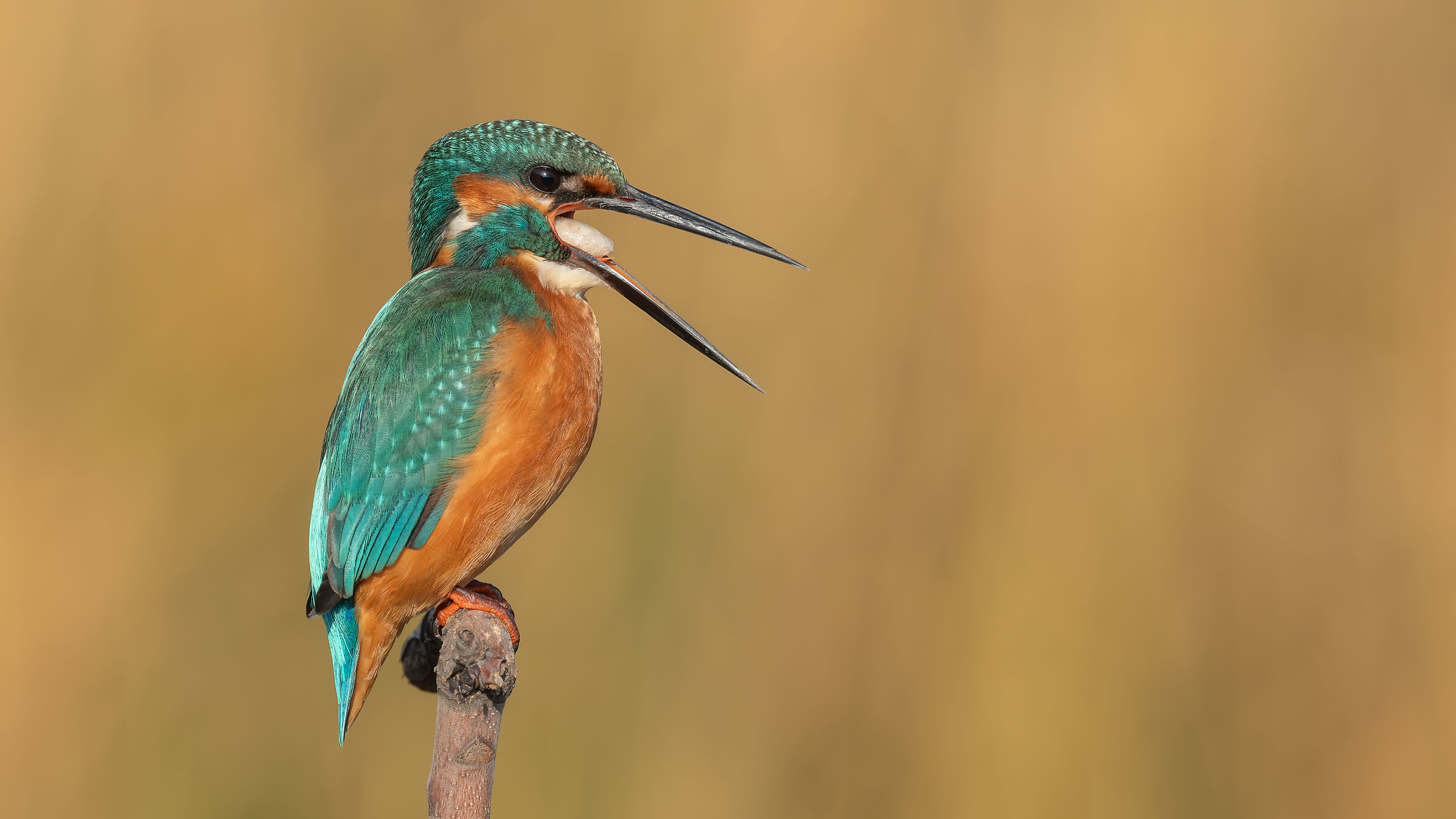 Common Kingfisher