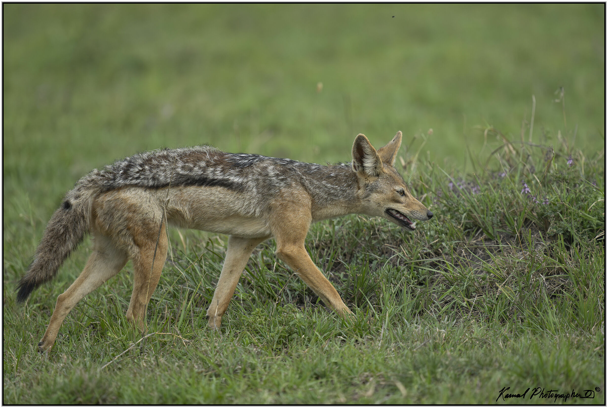 Sciacallo dalla gualdrappa(Lupulella mesomelas)