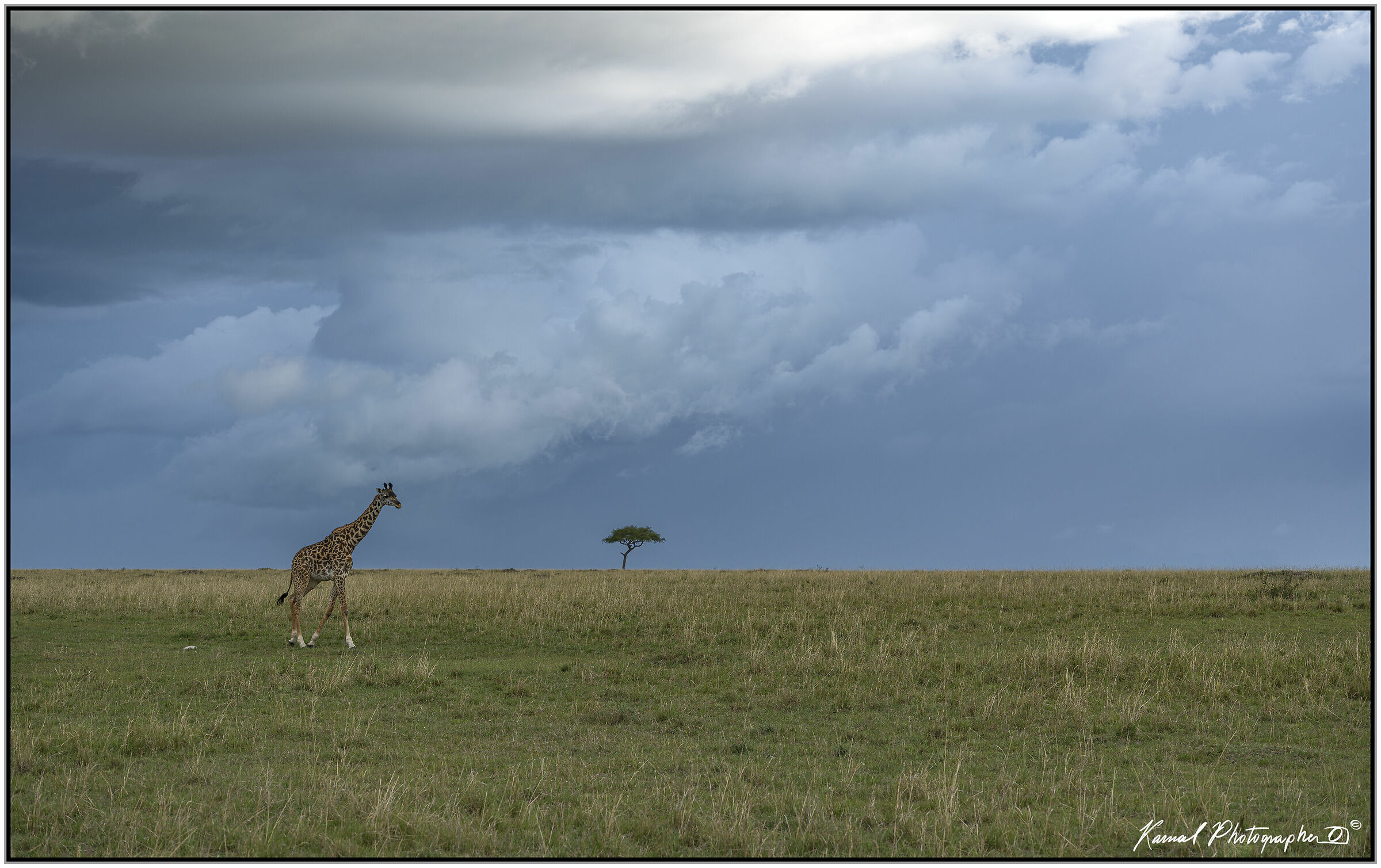 Giraffa Masai(Camelopardalis Tippelskirchi)