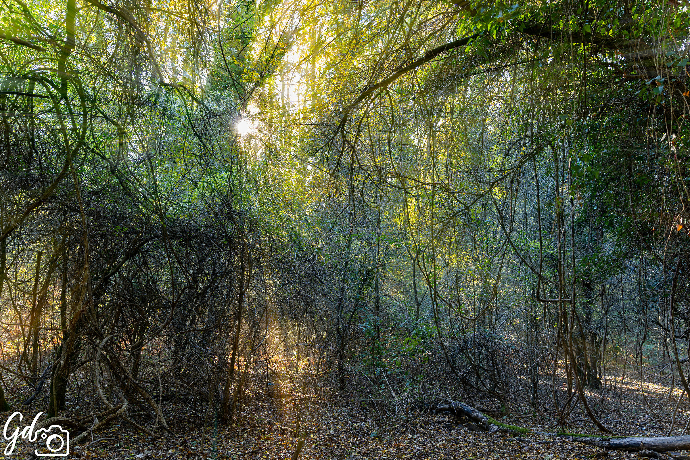Foresta elfica - Bosco quarto