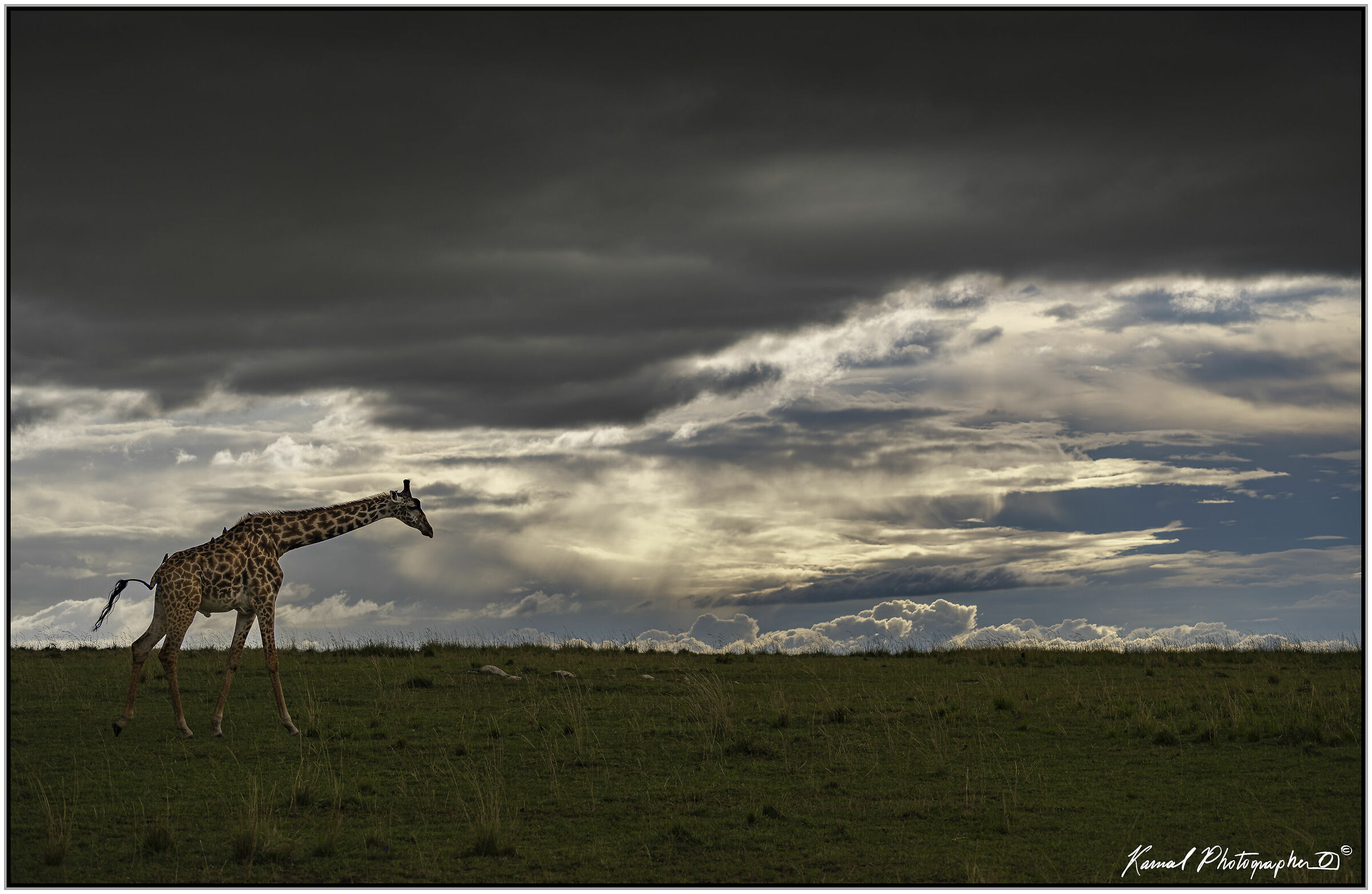 Giraffa Masai(Camelopardalis Tippelskirchi)