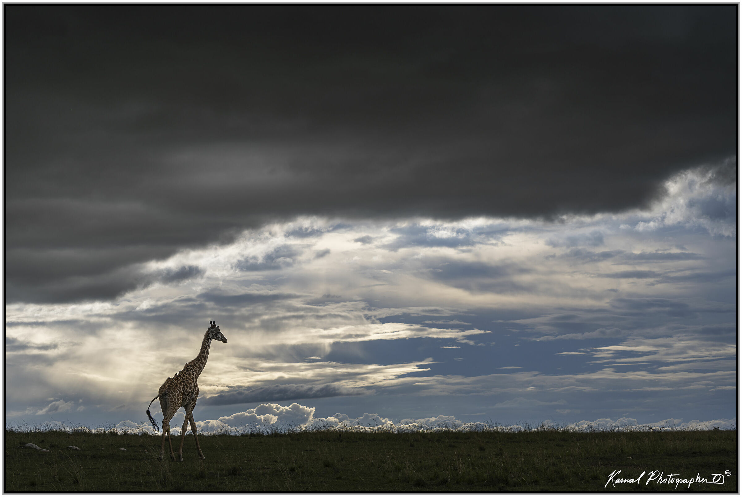 Masai Giraffe (Camelopardalis Tippelskirchi)
