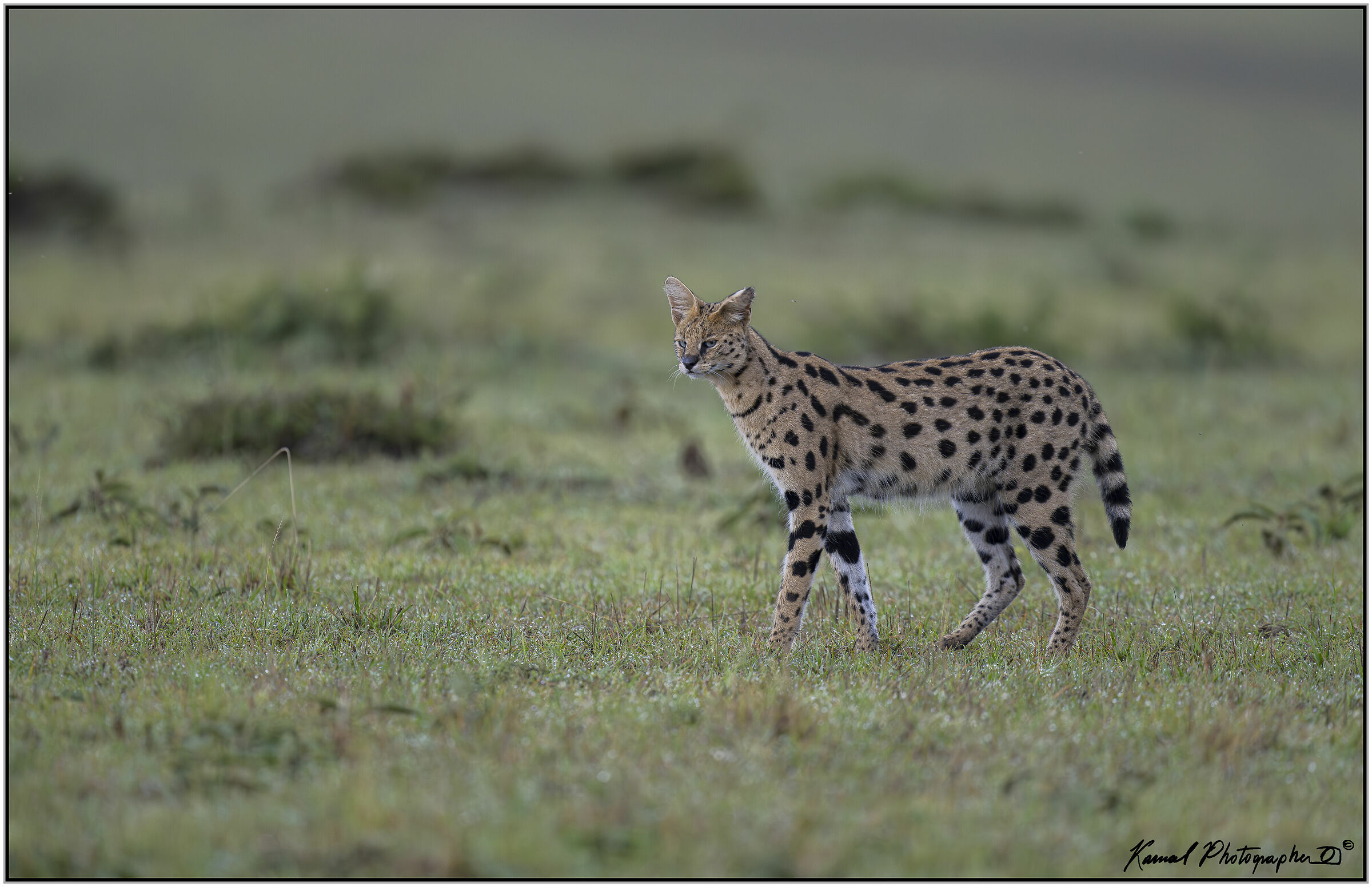 Servalo(Leptailurus serval)
