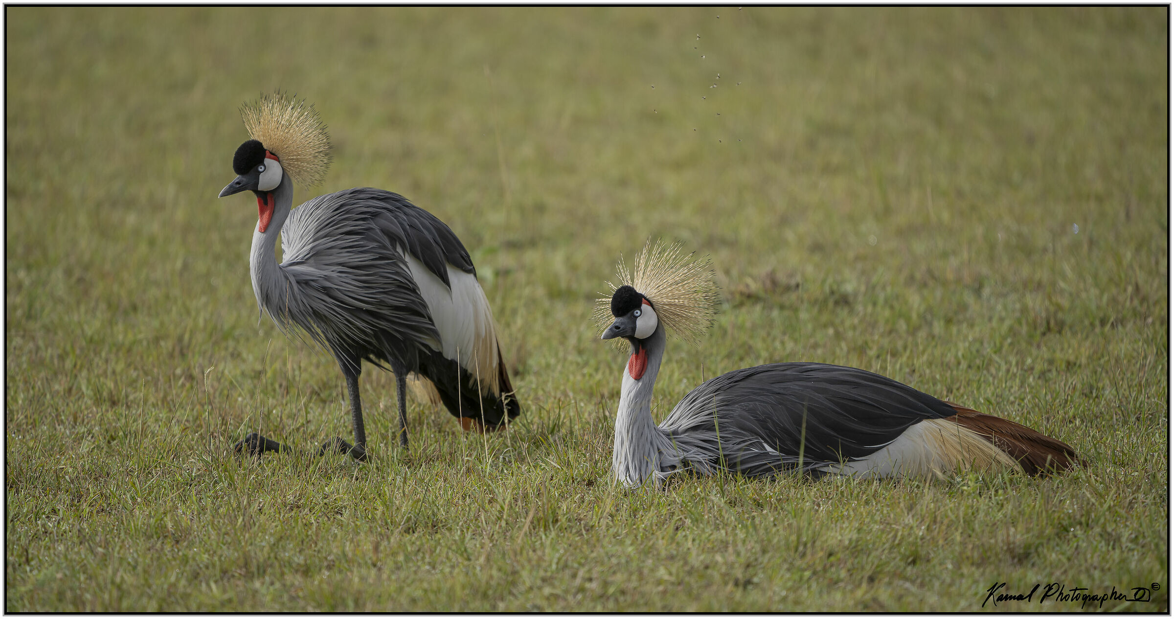 (Gru Coronata grigia)(Balearica regulorum)