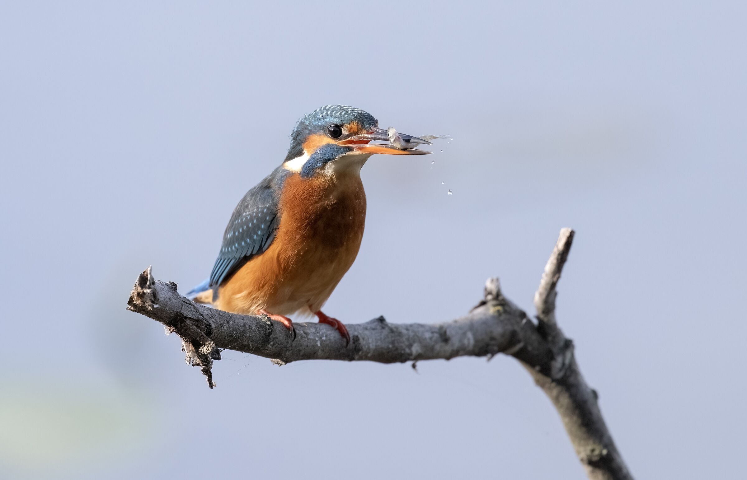 Martin pescatore femmina