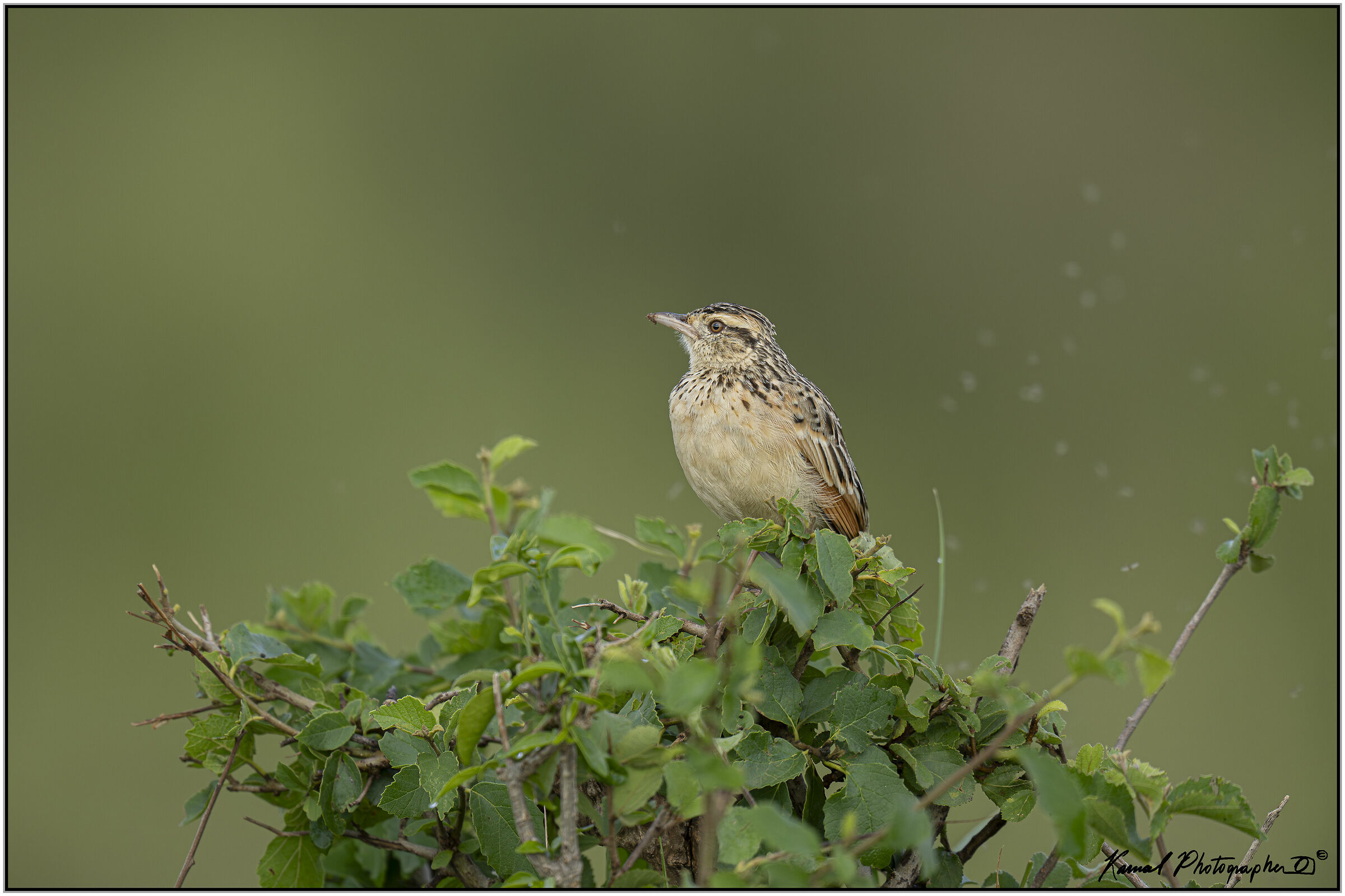 (Mirafra africana)(Rufous-naped greenlet)