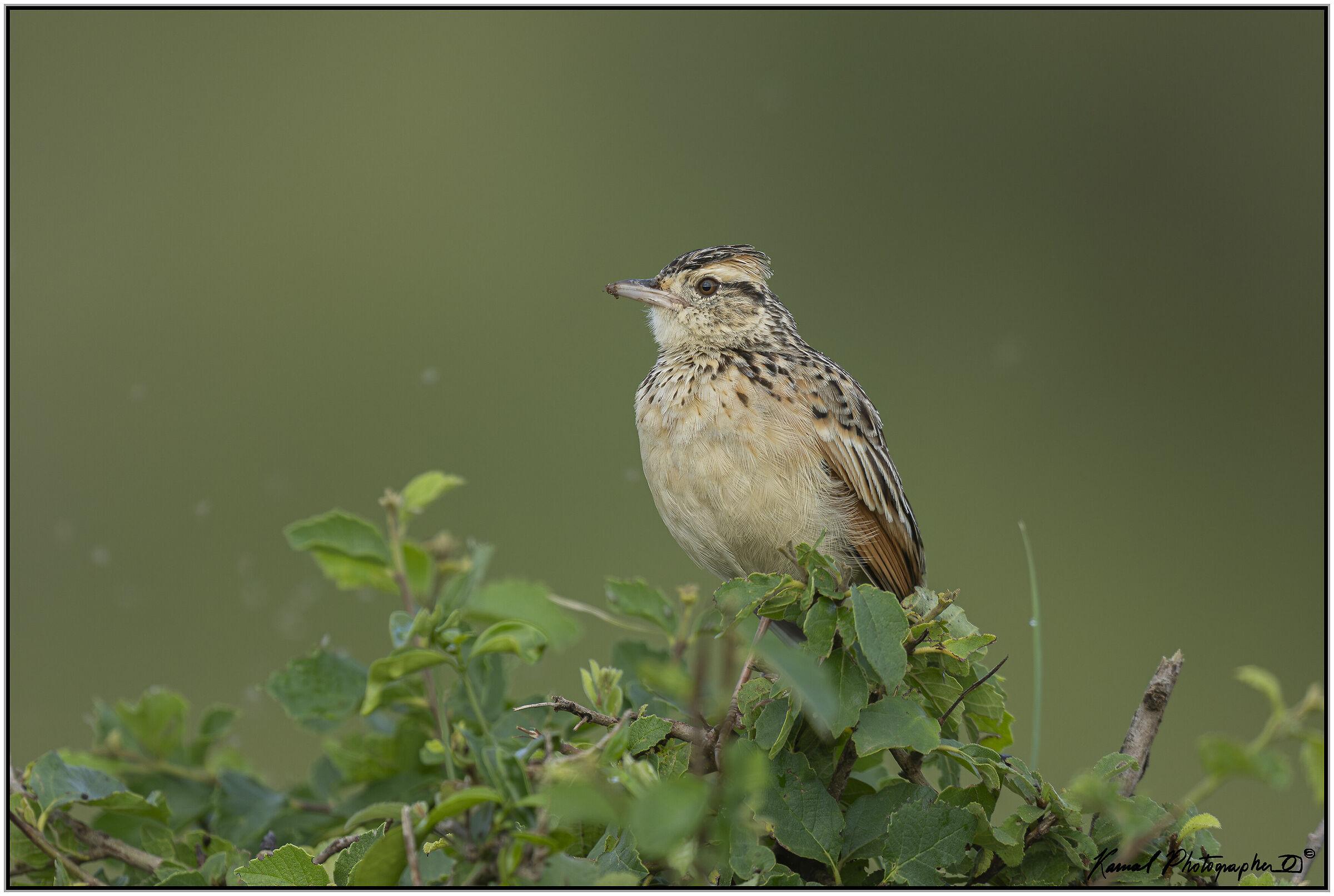 (Mirafra africana)(Rufous-naped greenlet)
