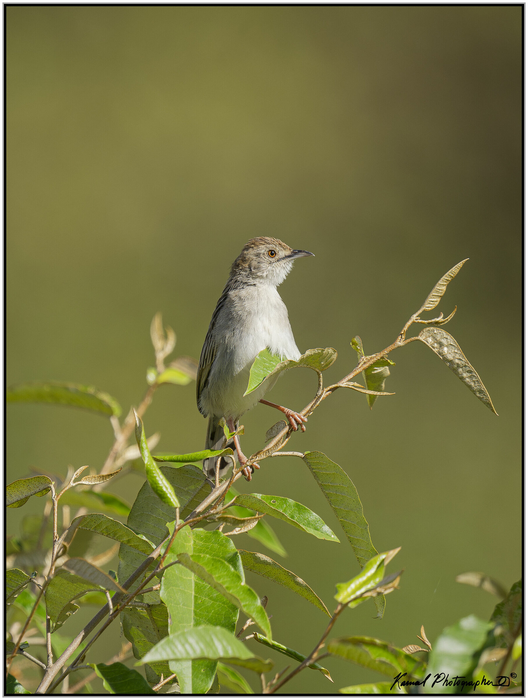 Cisticola fulvicapilla (Neddicky)