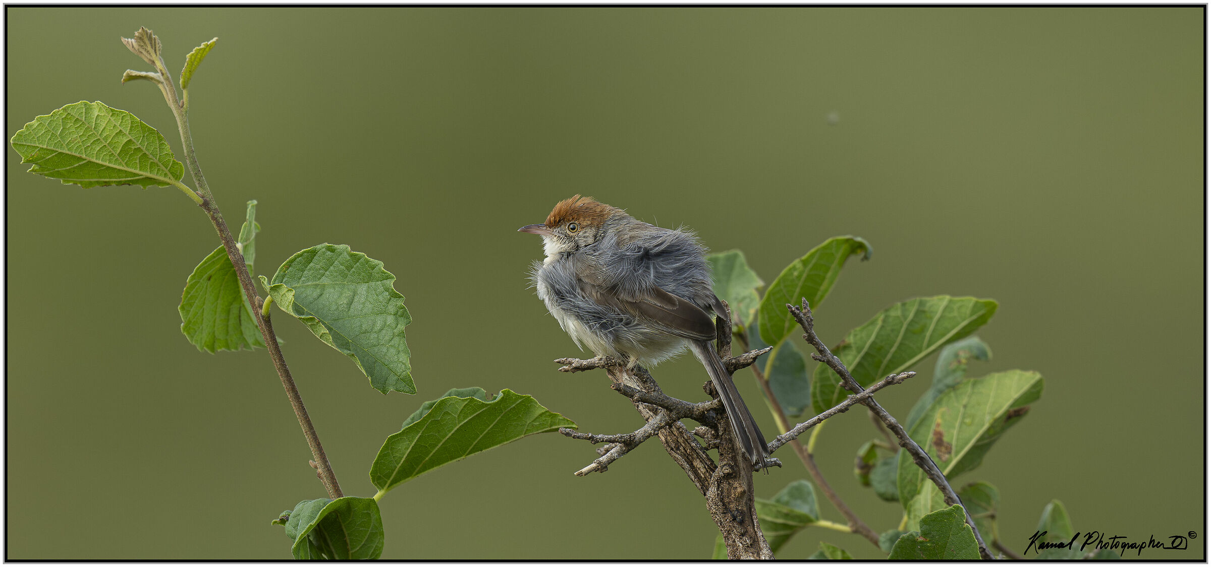 Lazy Cisticola Cisticola aberrans
