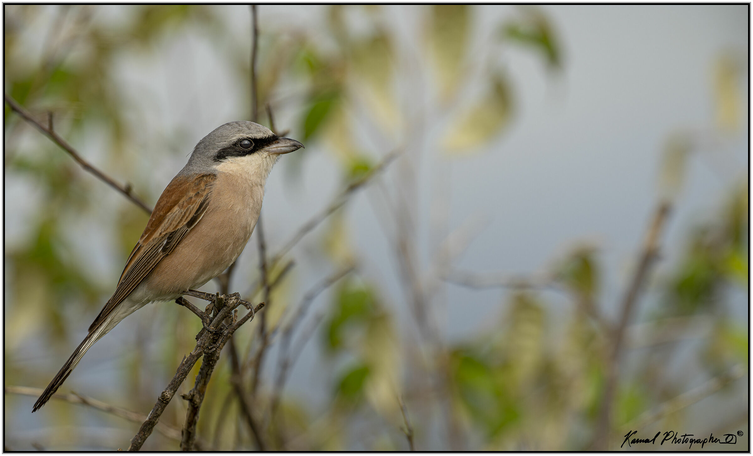 Averla piccola (Lanius collurio)