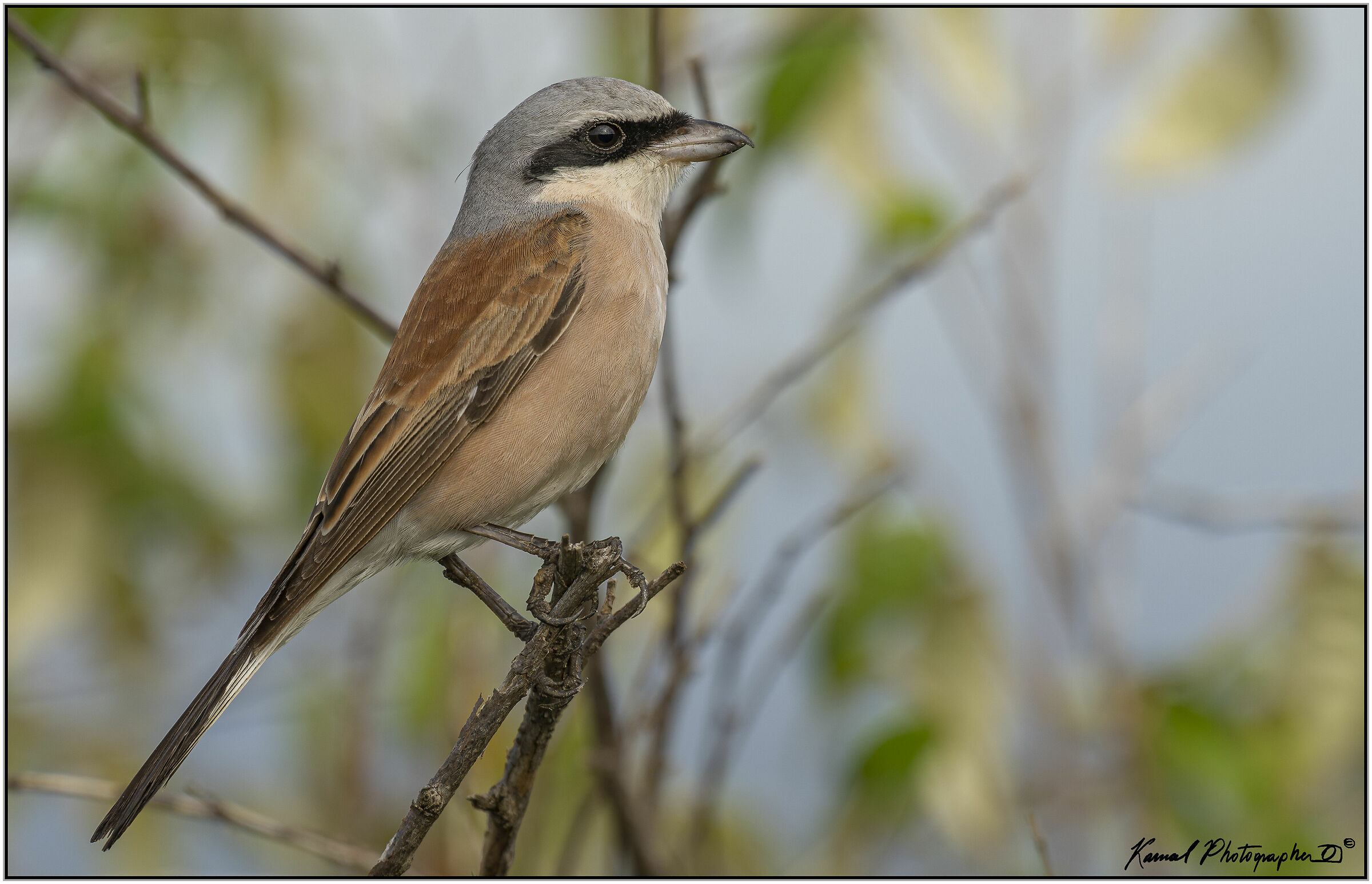 Averla piccola (Lanius collurio)