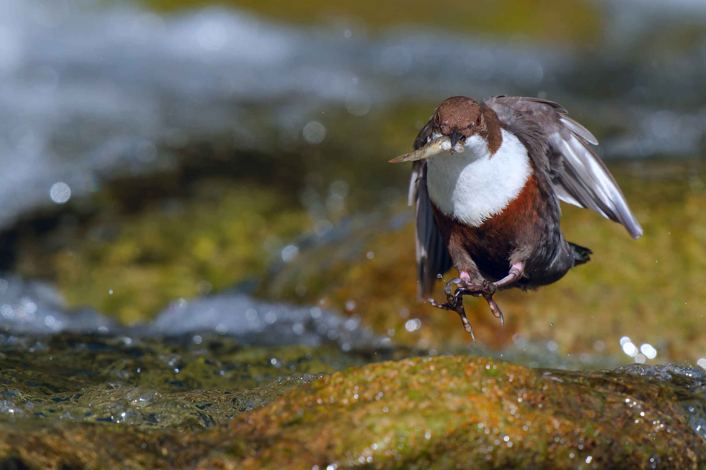 WHITE-THROATED DIPPER