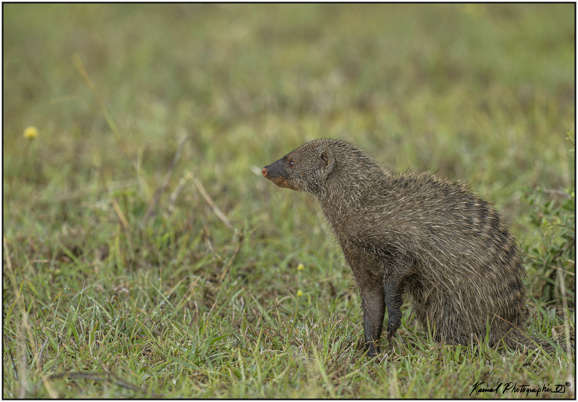 Mangusta striata(Mungos mungo)