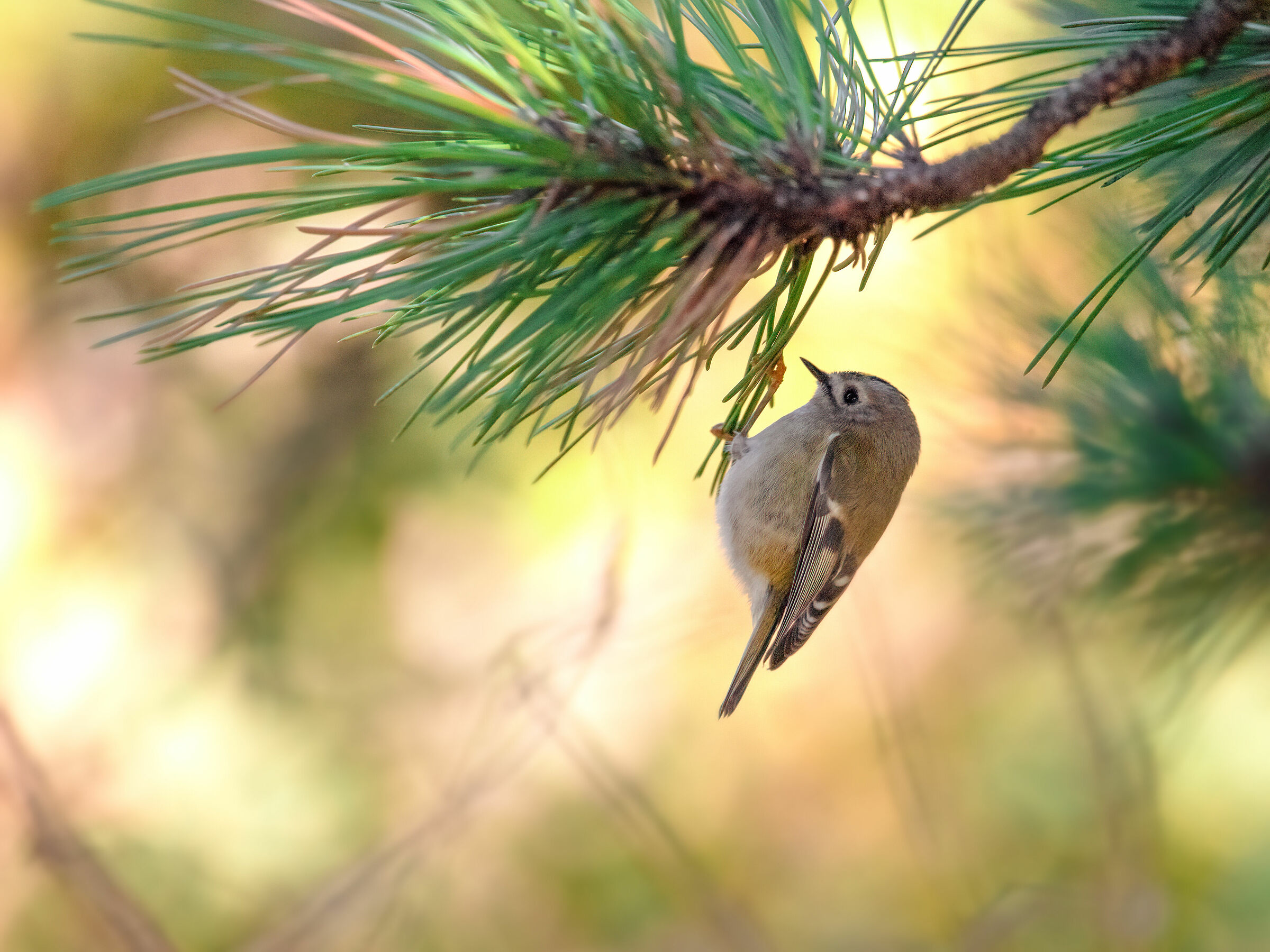 Regulus (Regulus regulus)