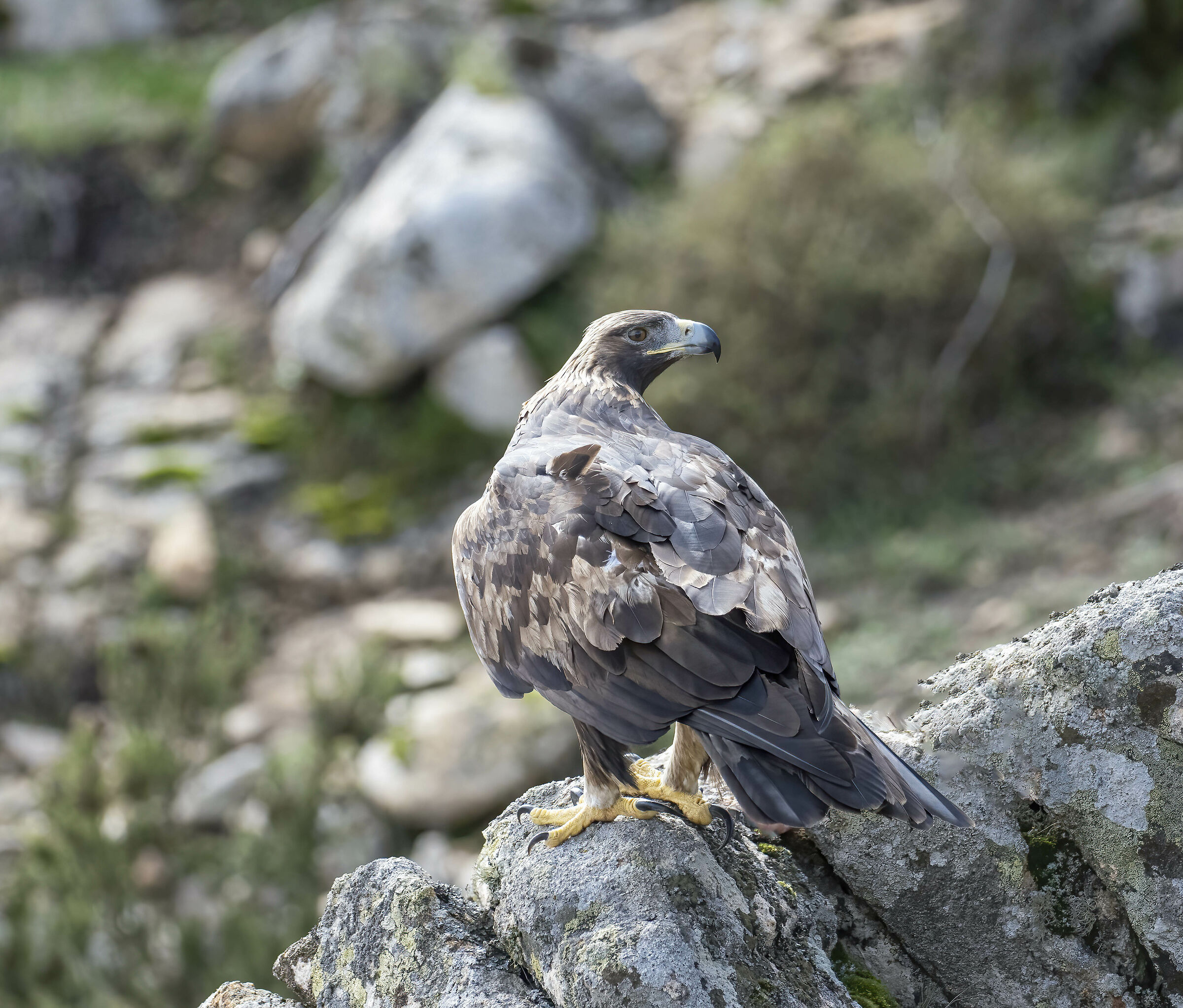 Aquila reale Sardegna