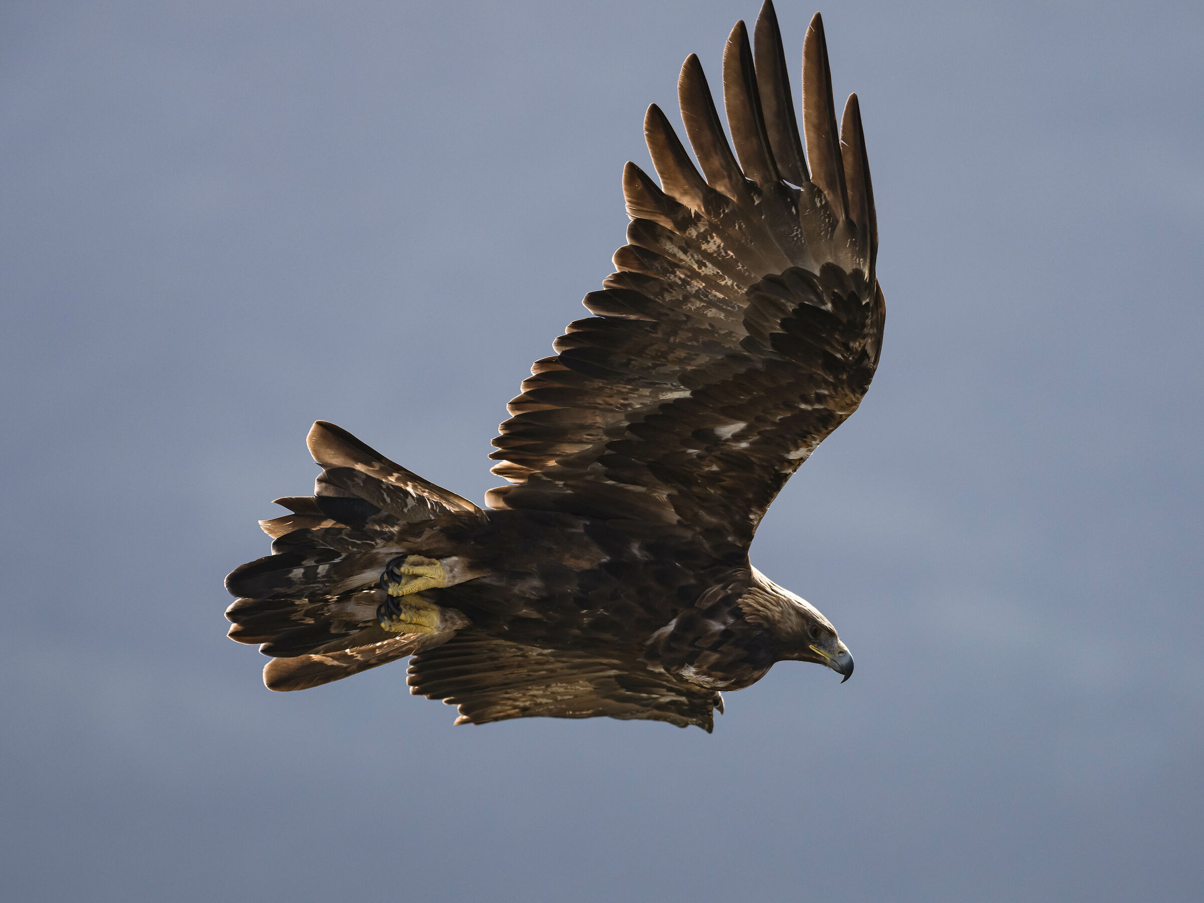 Il volo della regina