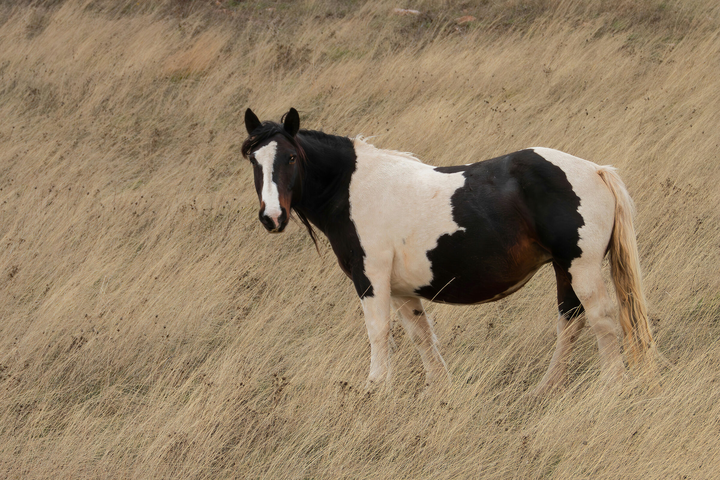 Mustang on the Prairie