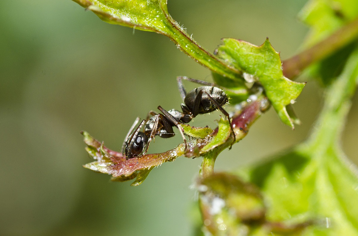 Passeggiata nel bosco