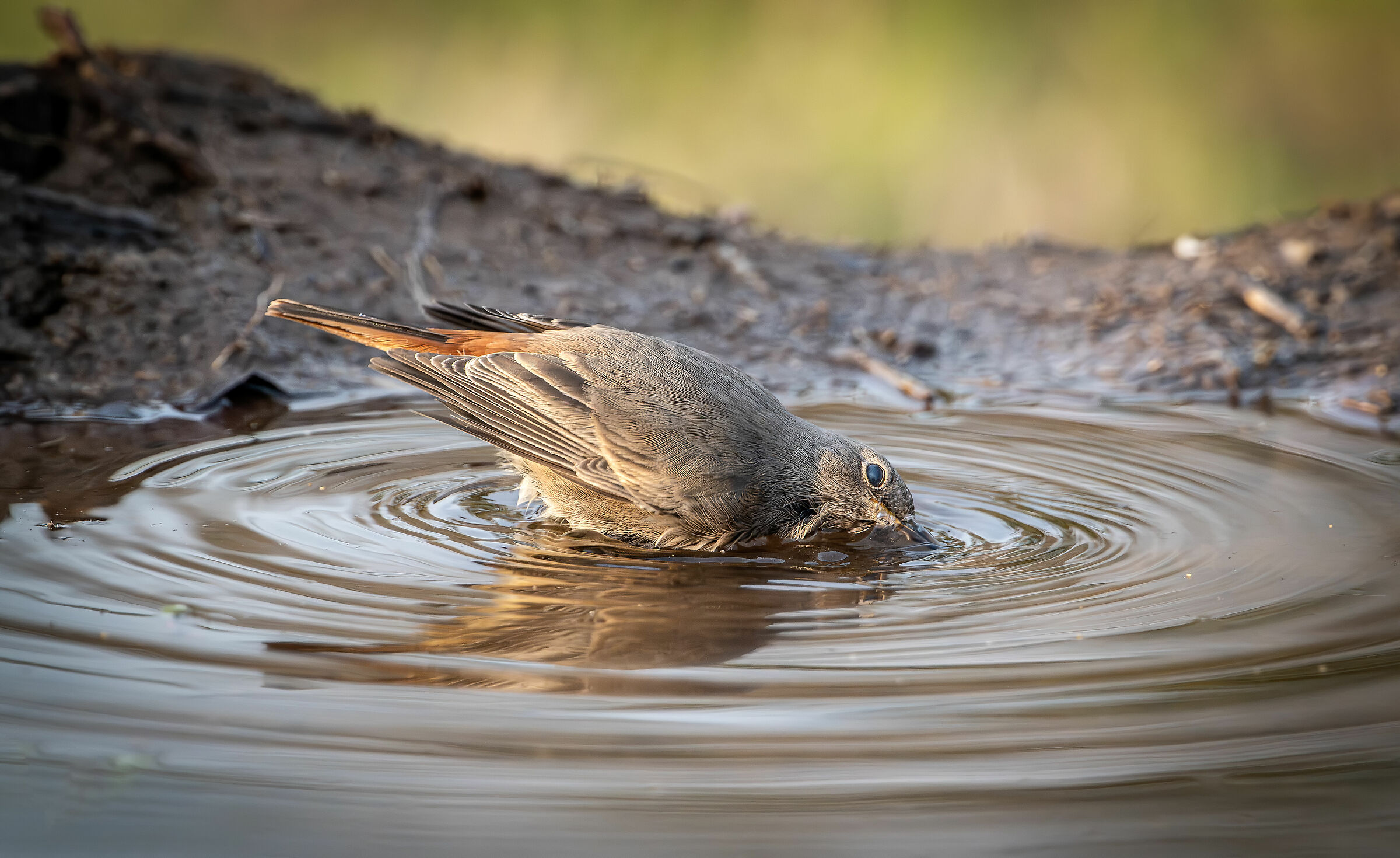 Redstart female chimney sweep #capannocora