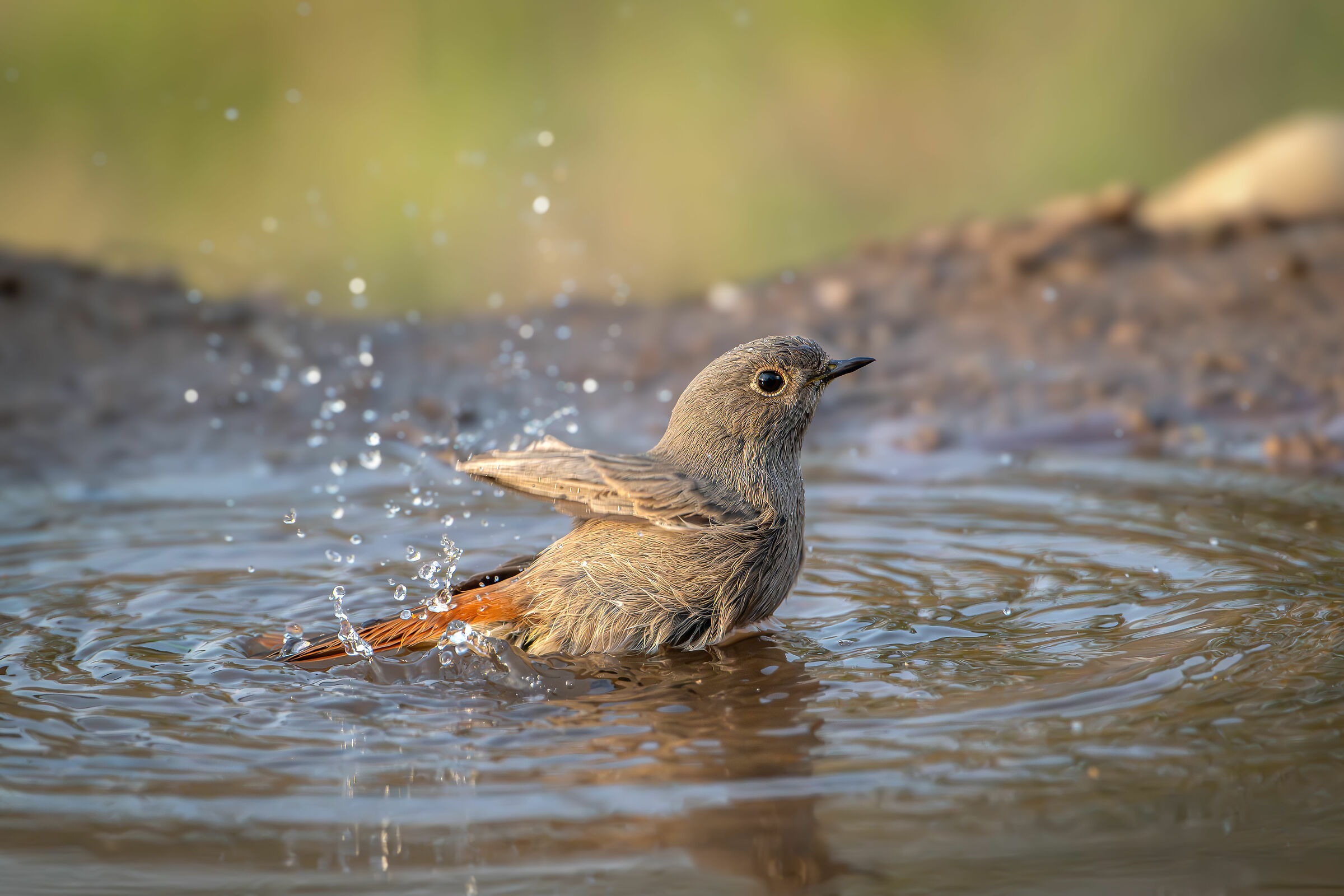 Redstart female chimney sweep #capannocora