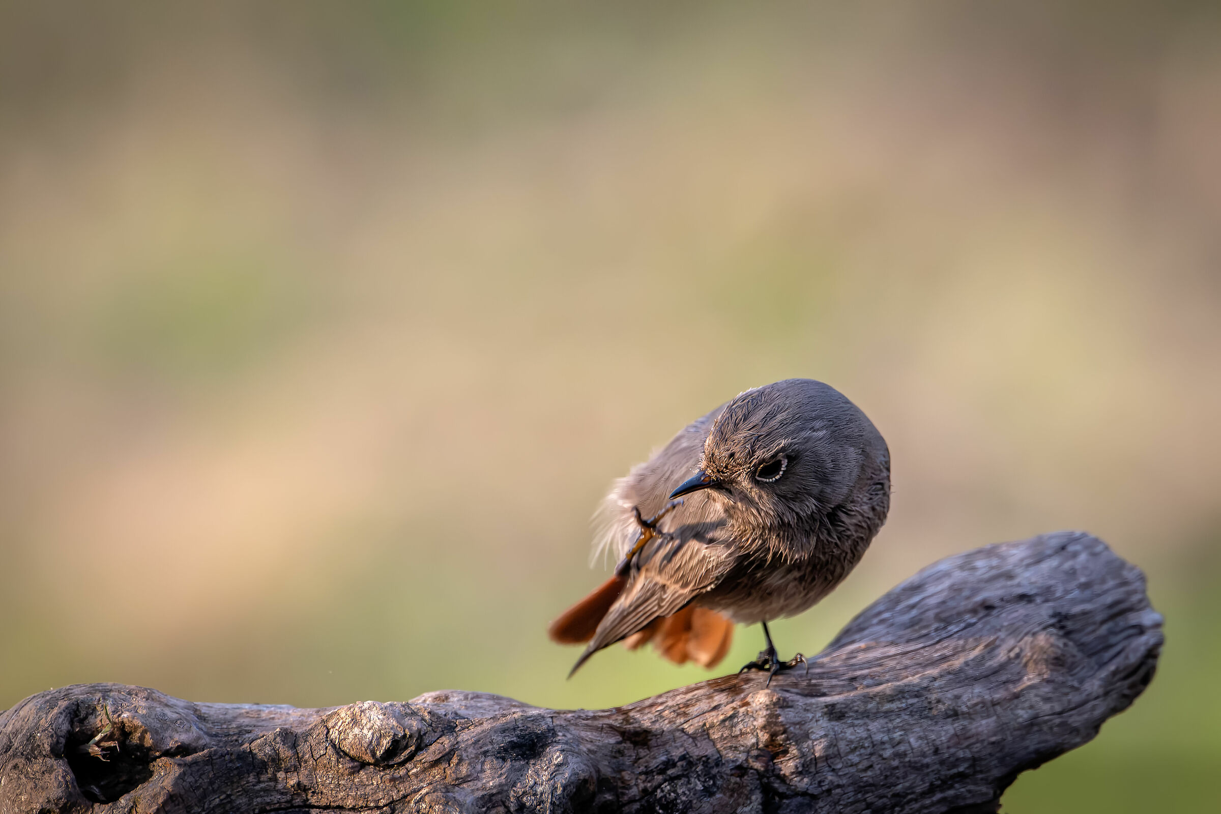 Redstart chimney sweep #capannocora