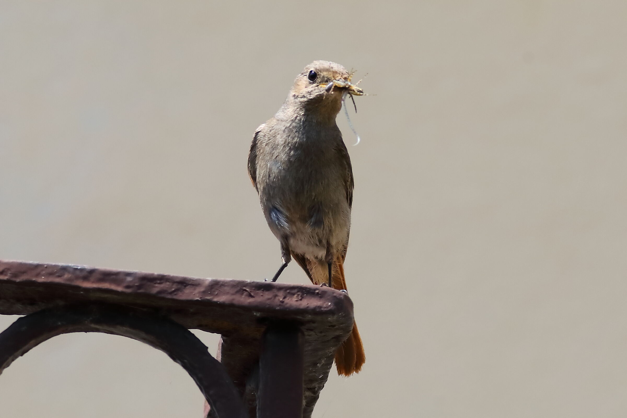 Redstart 29-06-2023