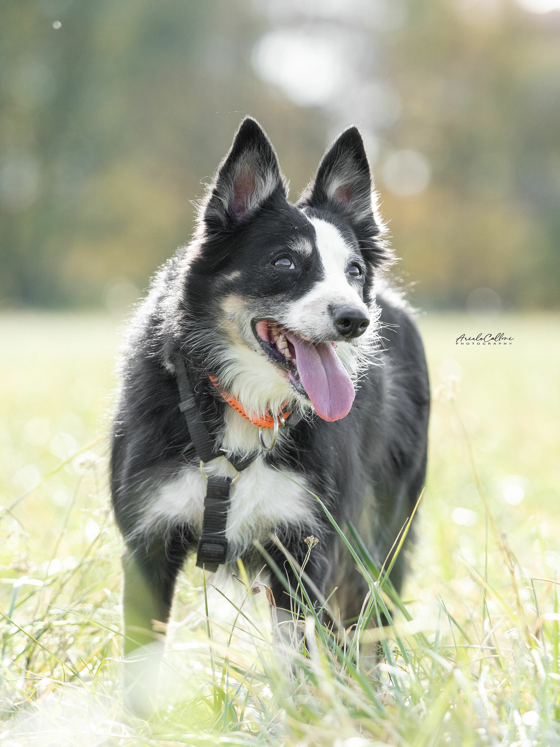 Pippiri, Border Collie da lavoro