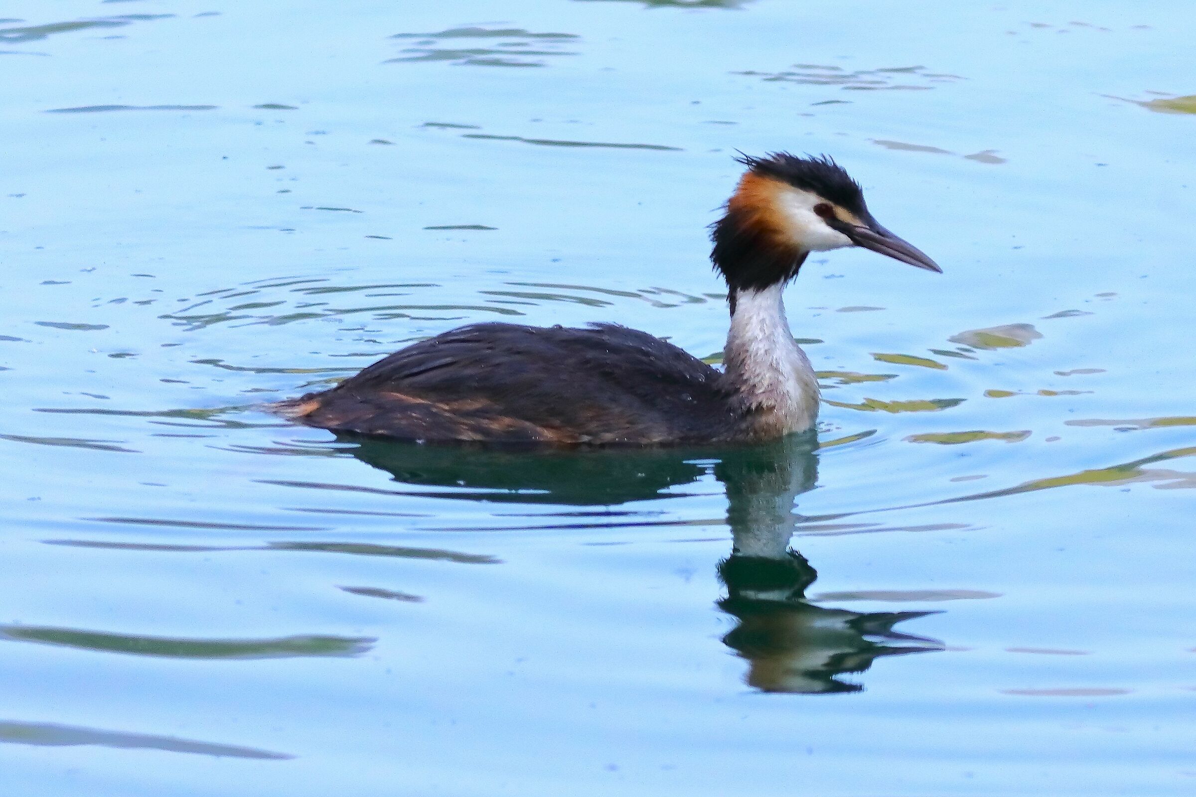 Grebe 29-06-2023