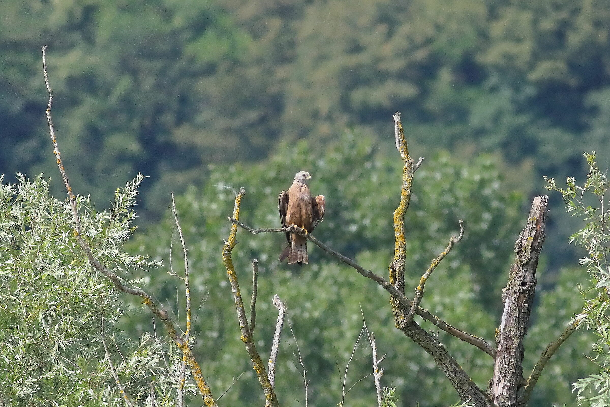 Black Kite 29-06-2023