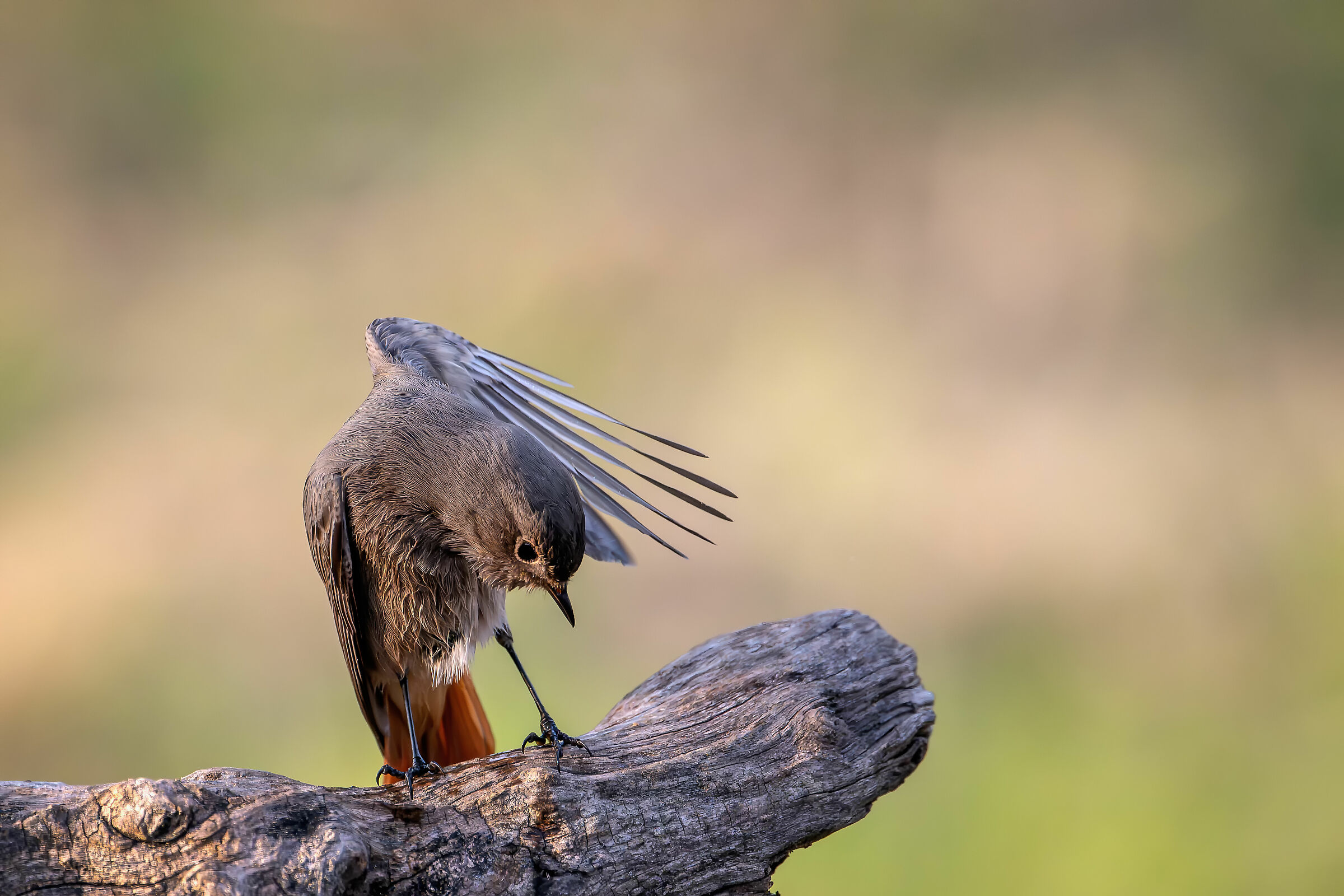 Corirosso #capannocora