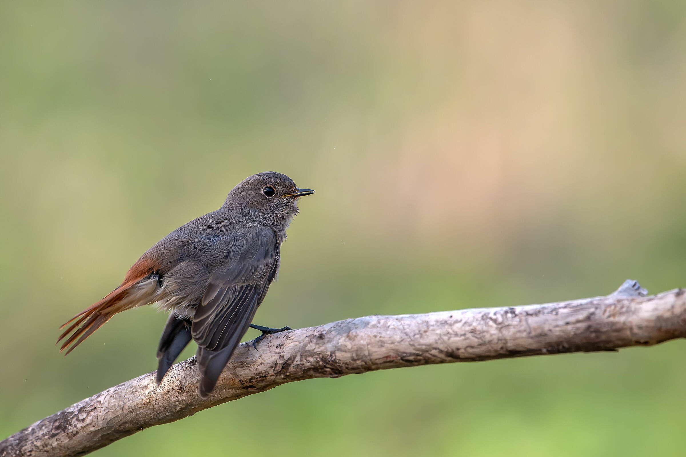 Corirosso #capannocora