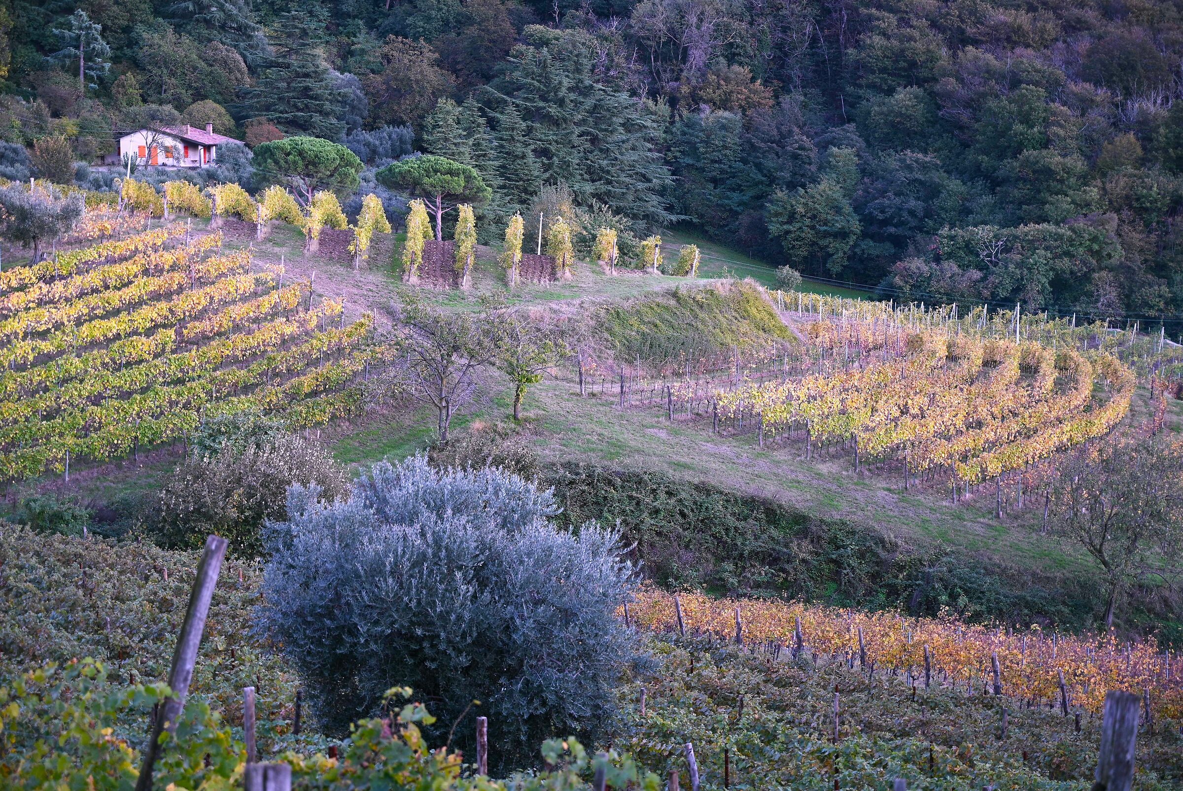 Declivio - Colli Euganei