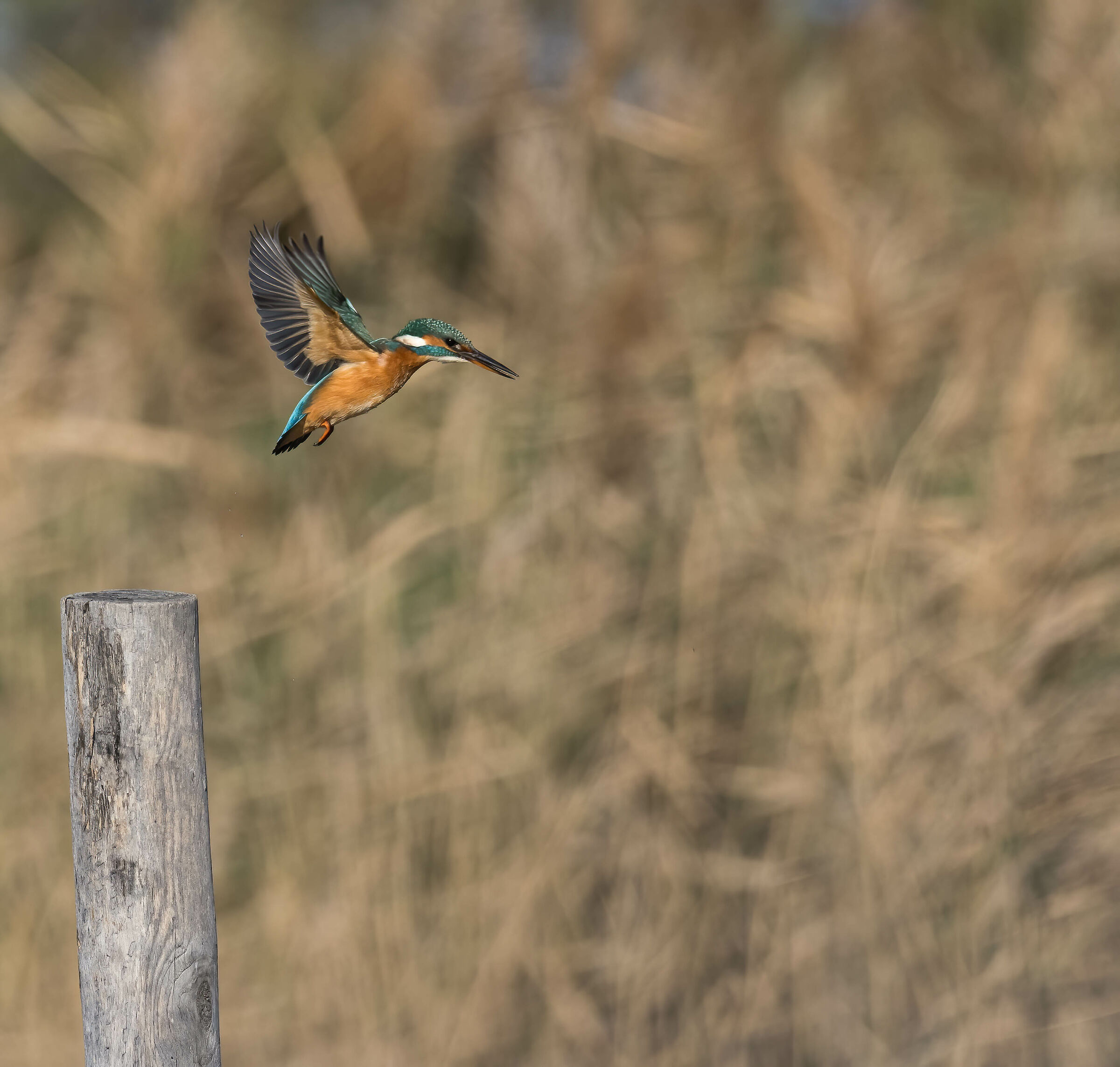 Martina in flight