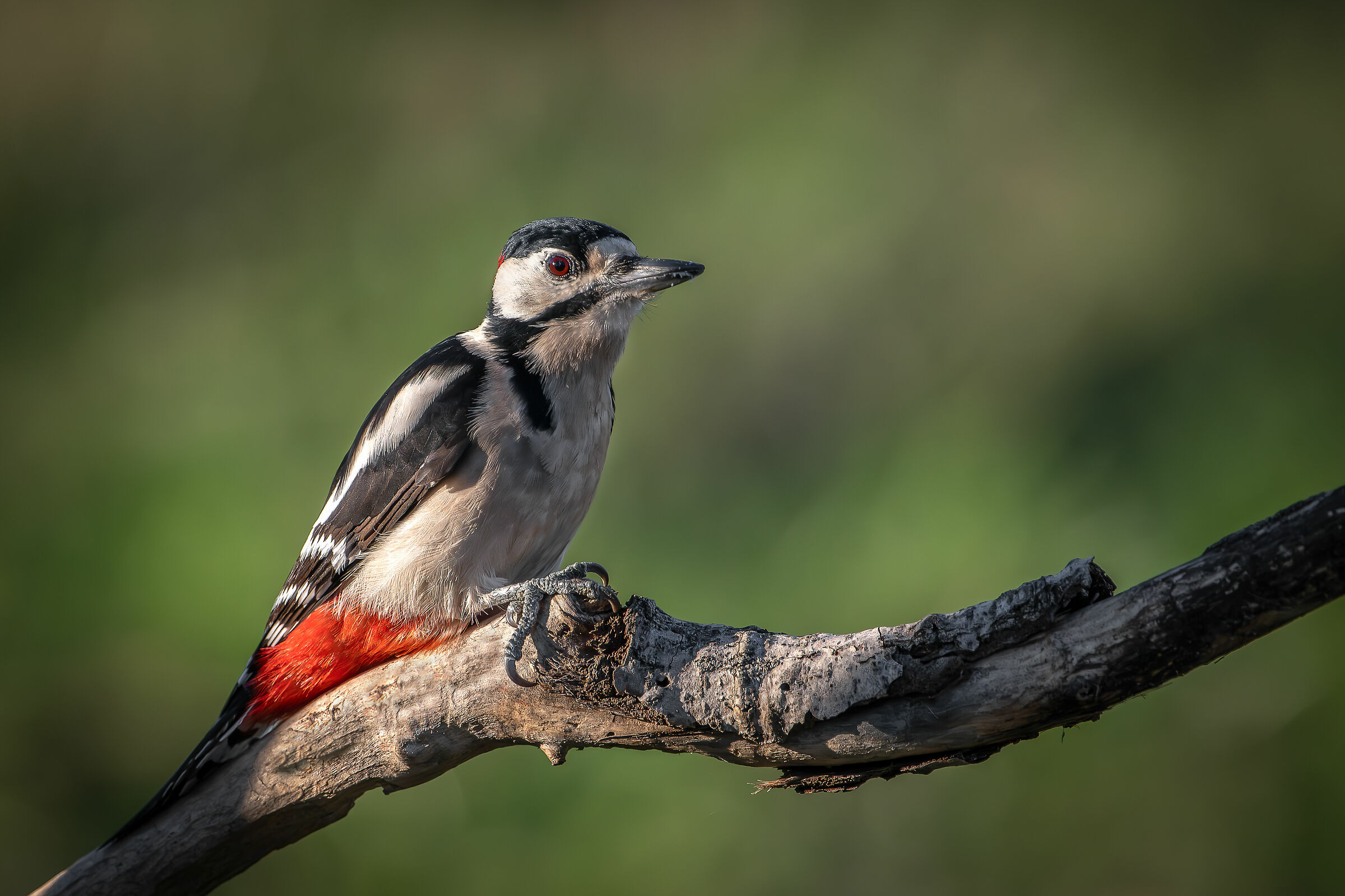Spotted woodpecker #capannocora