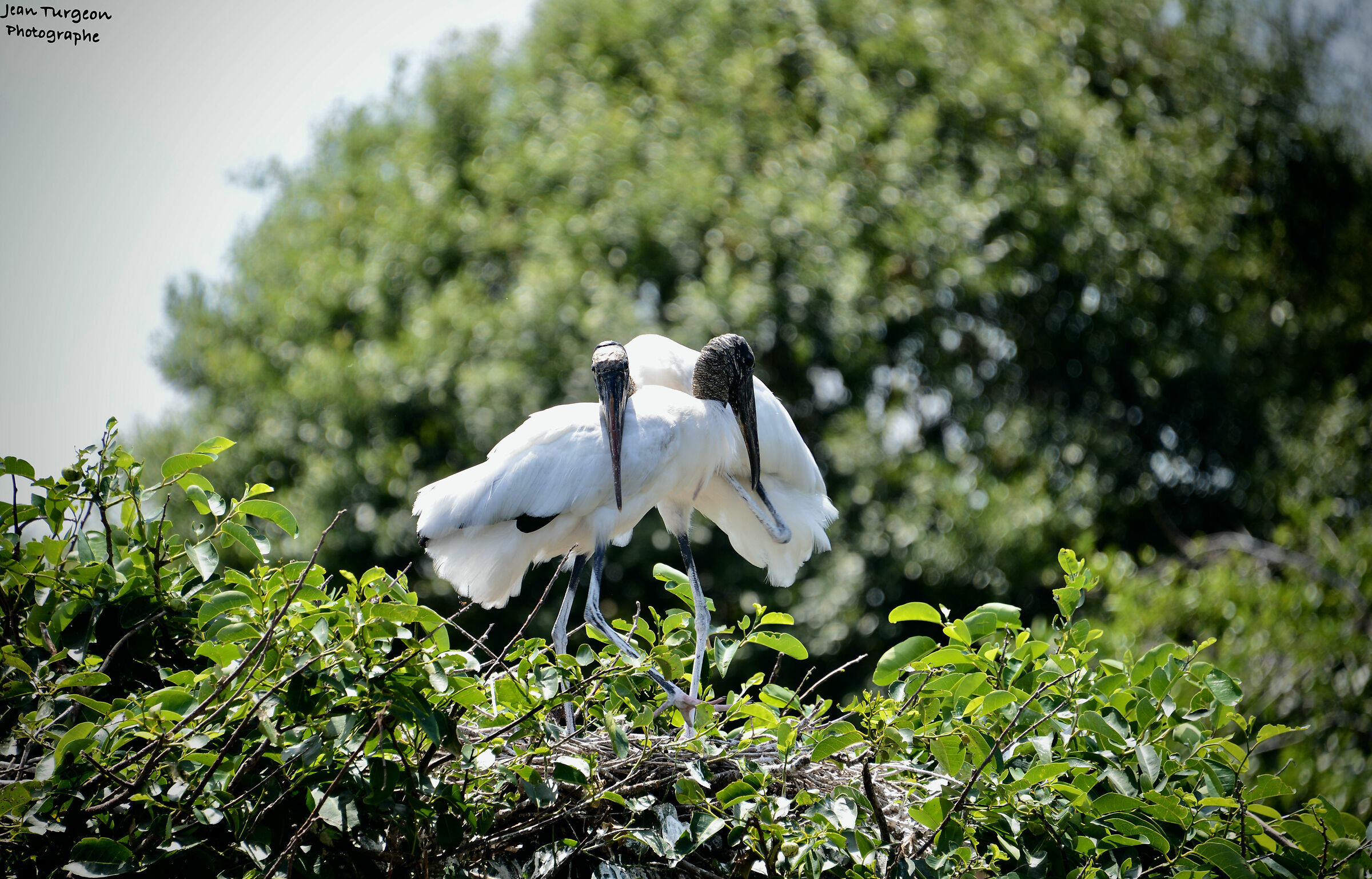 Coppia di uccelli... famiglia...