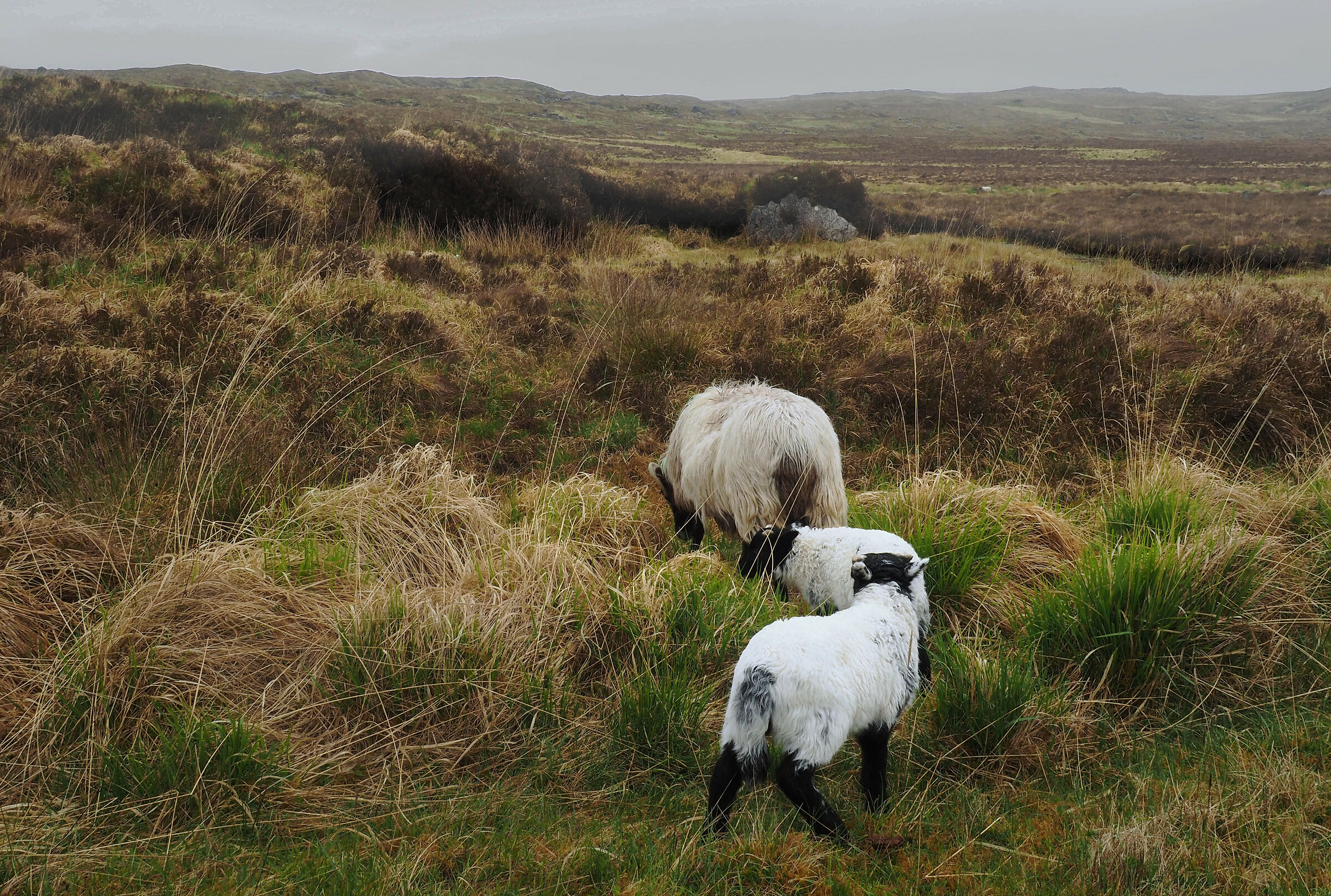 Irish sheeps
