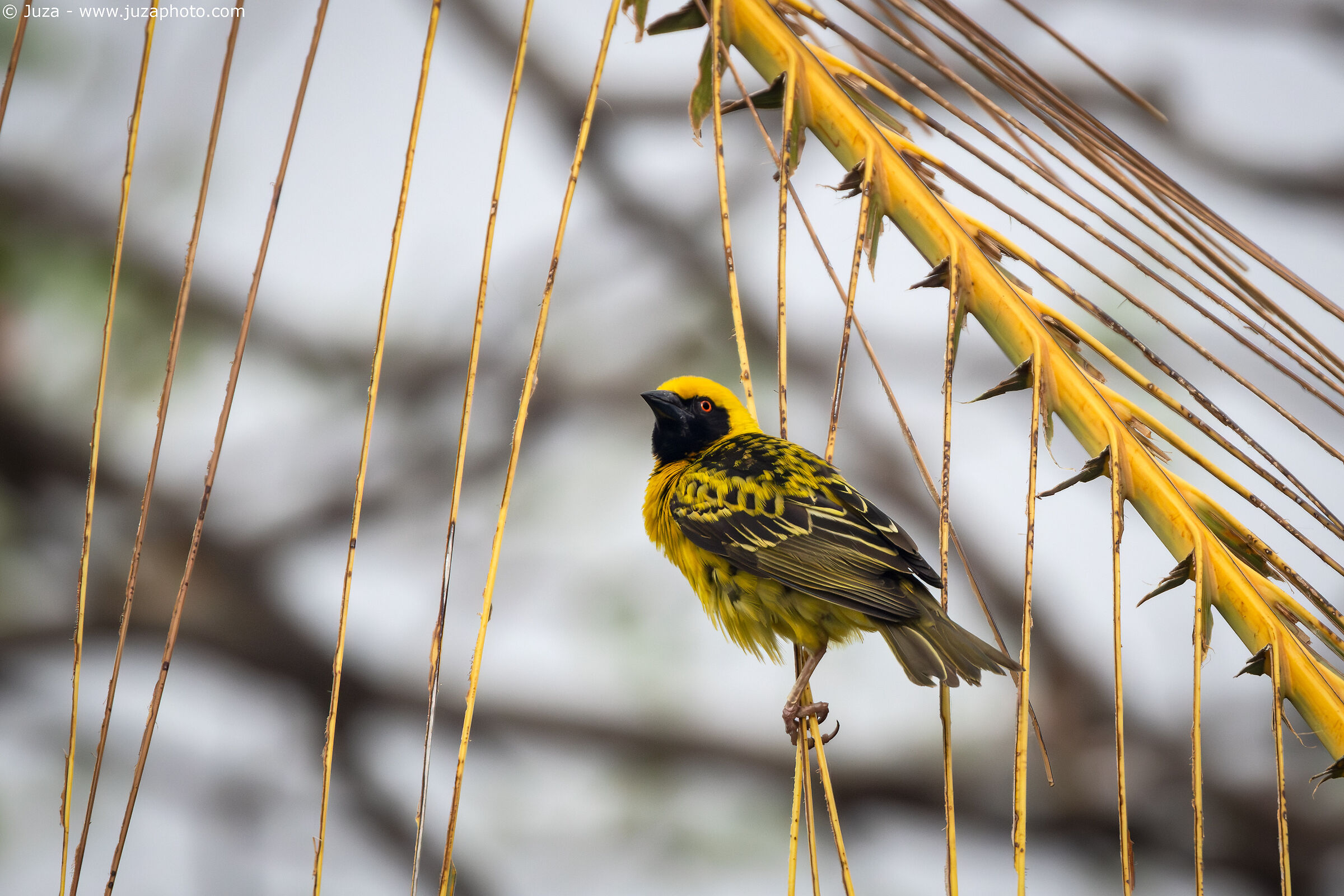 Black-headed weaver (Ploceus cucullatus)