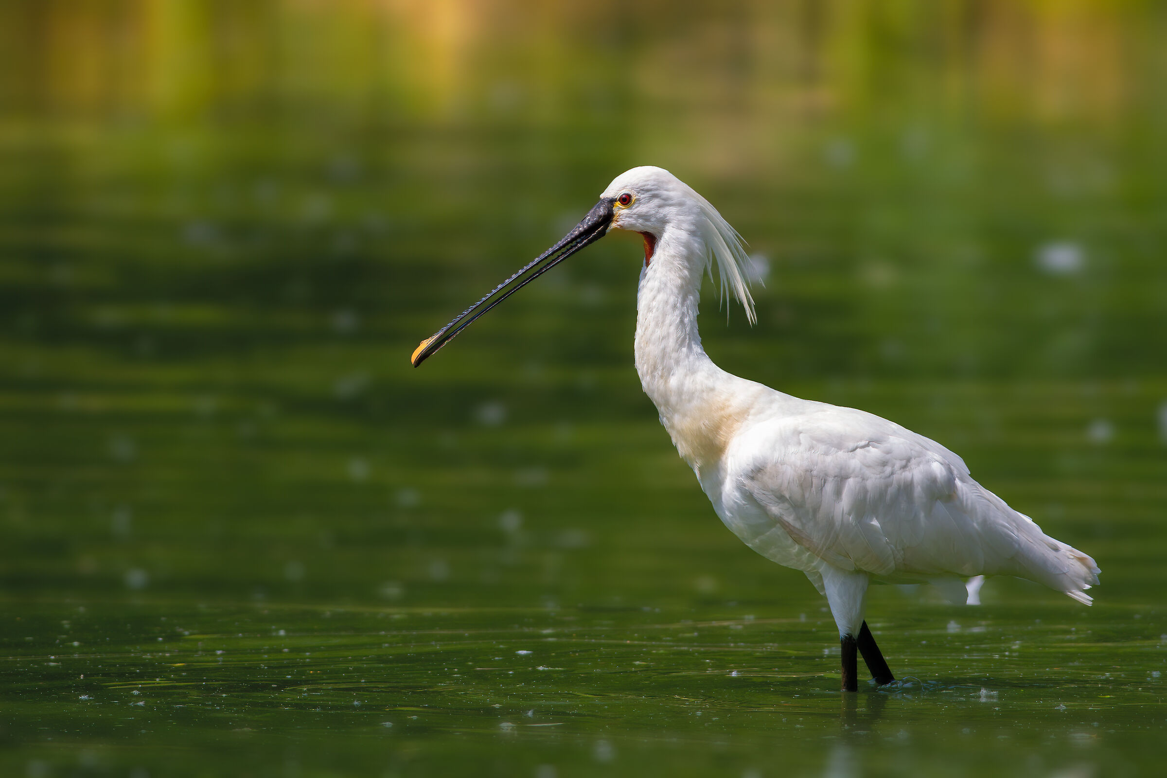 Spatola (Platalea leucorodia)