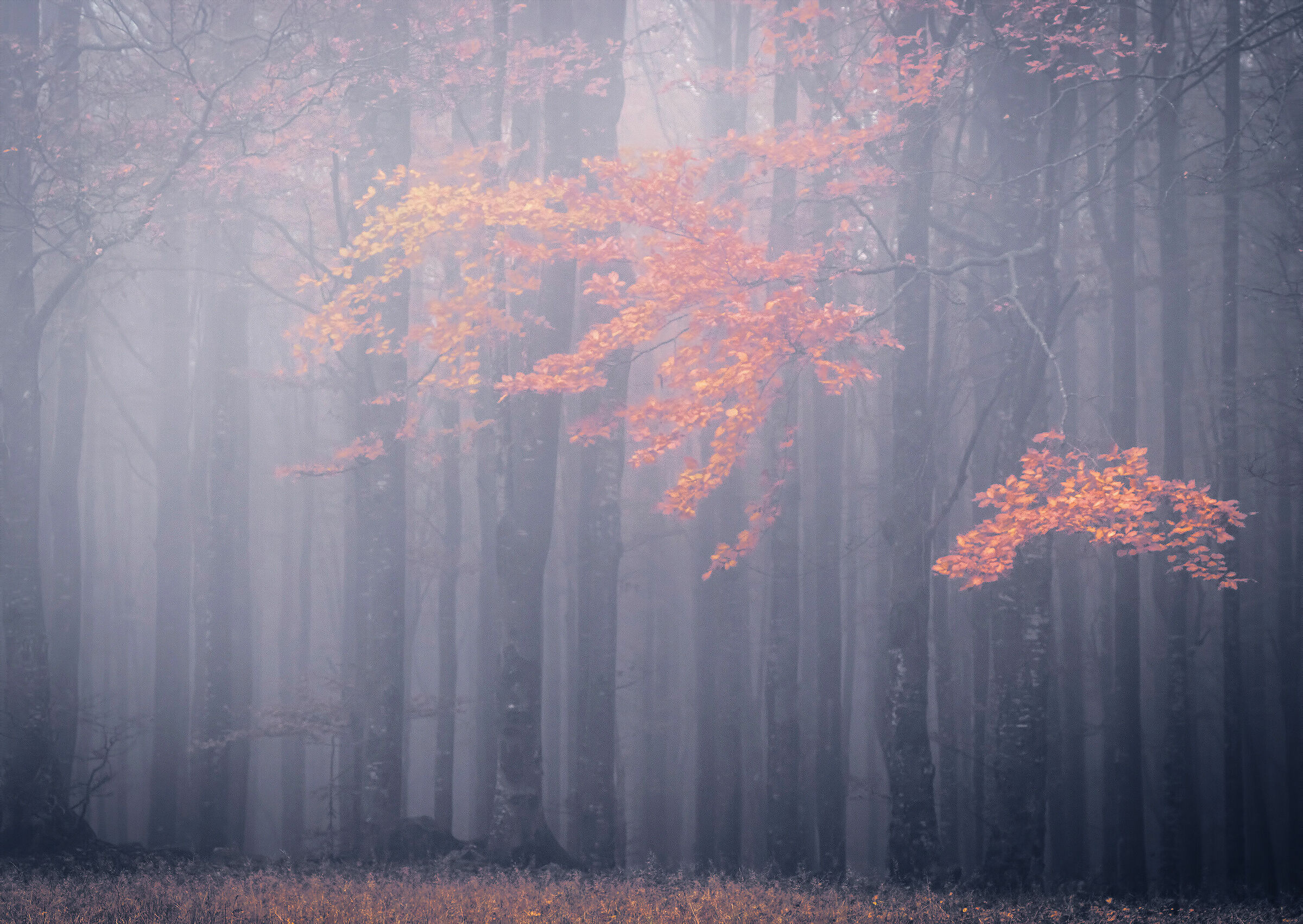 Faggi nella nebbia