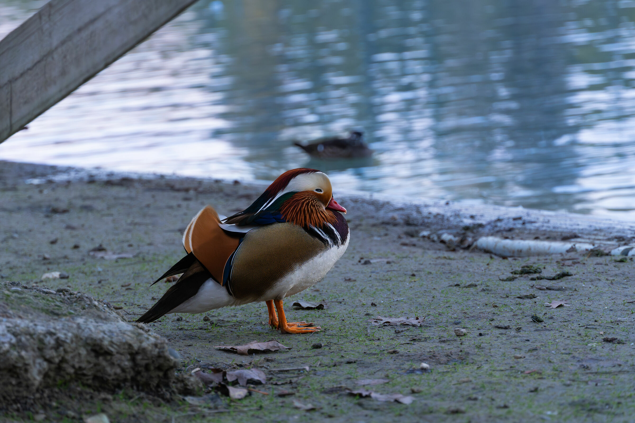 Anatra mandarina osserva il lago (in arte Giorgio xD)
