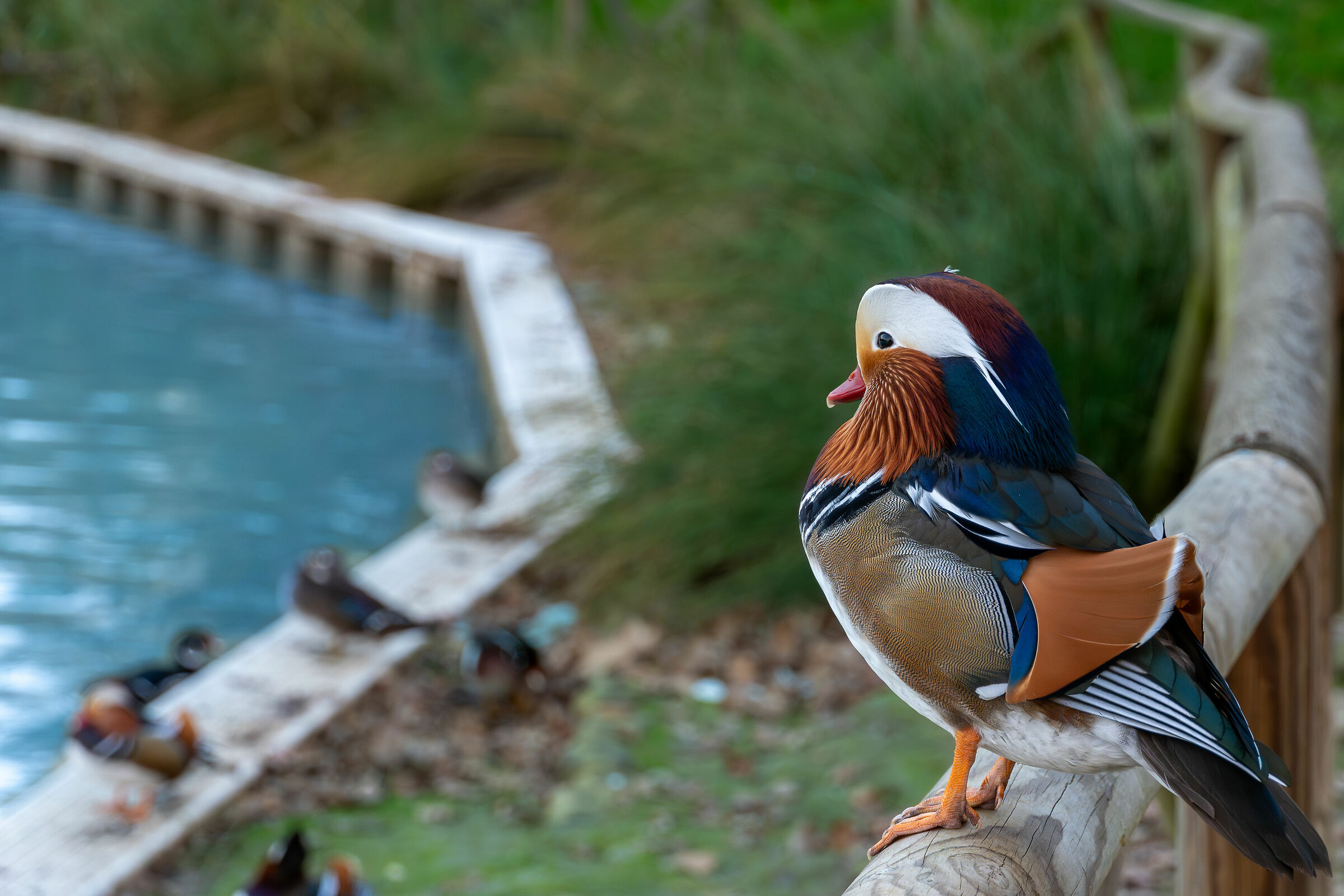 Anatra mandarina osserva i suoi servitori