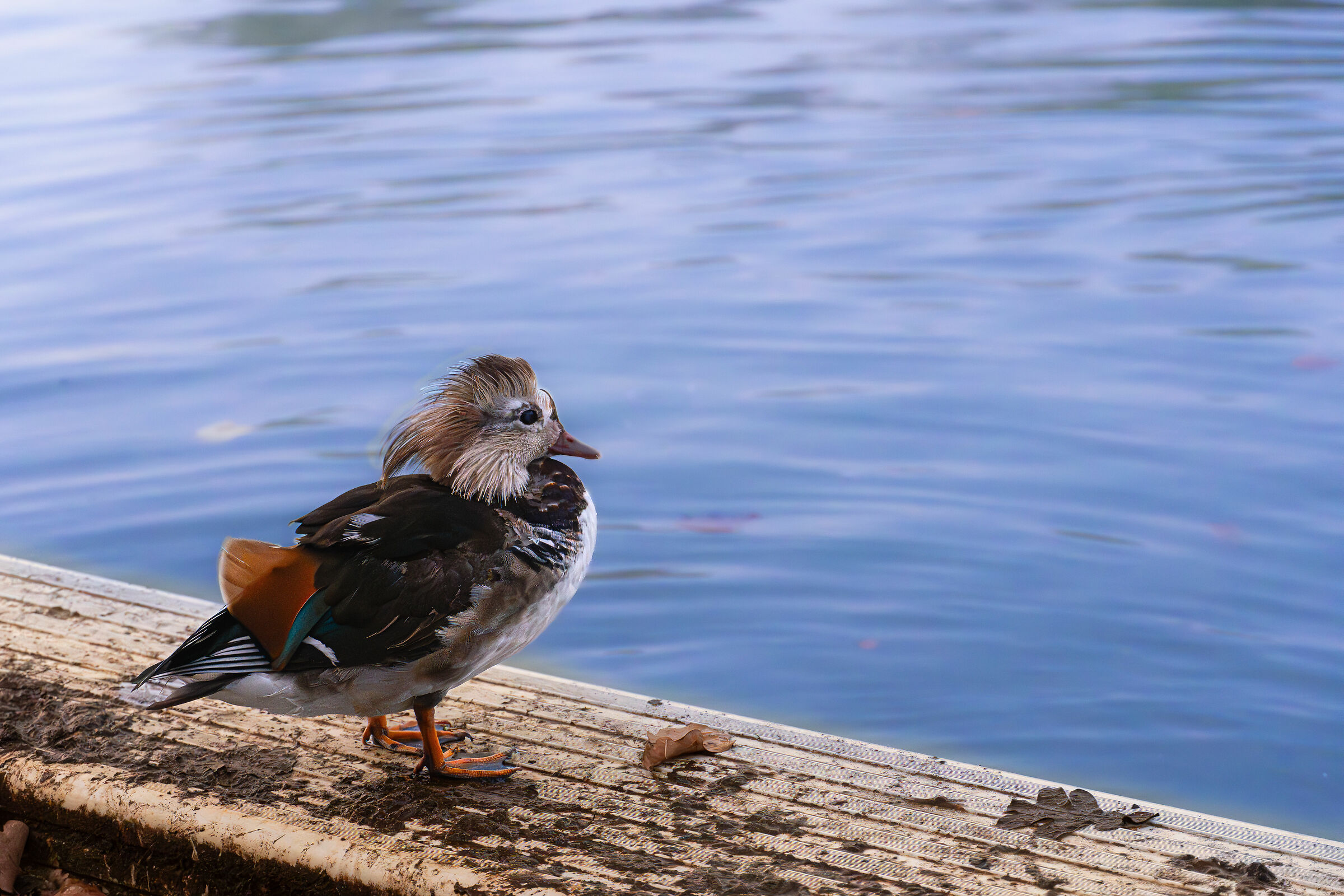 Anatra spurita che osserva il lago
