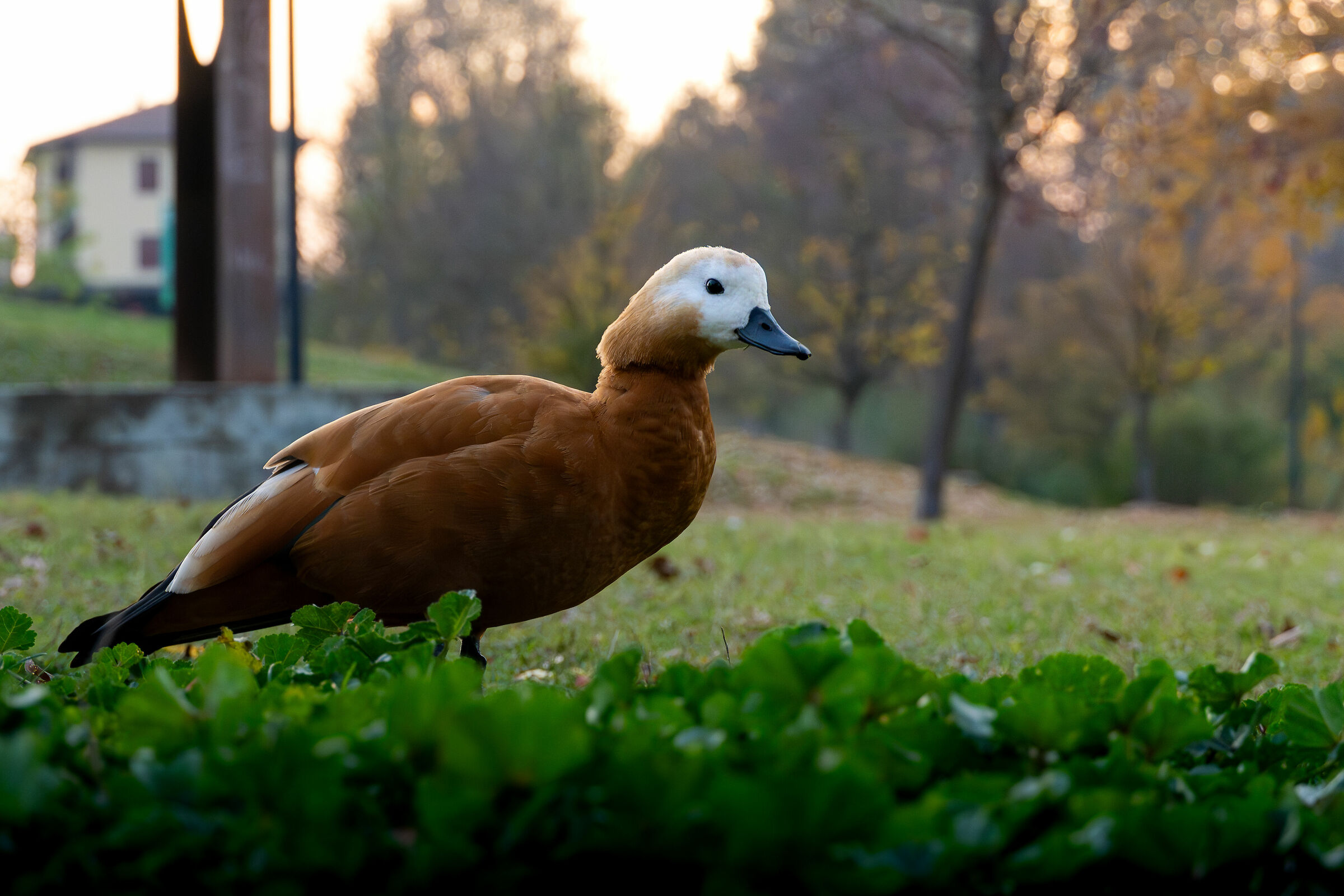 Anche le papere vanno al parco
