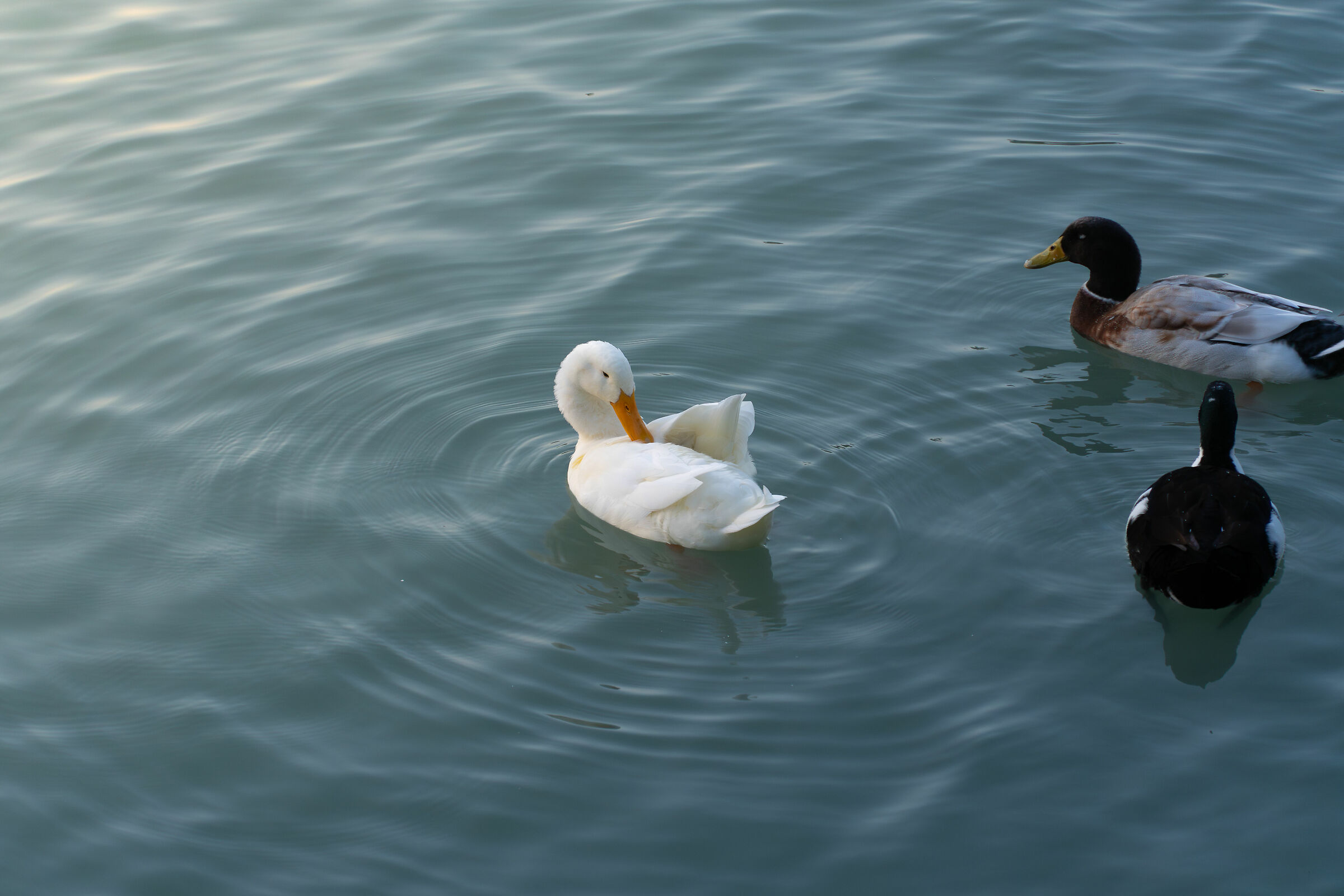 Cigno che si pulisce